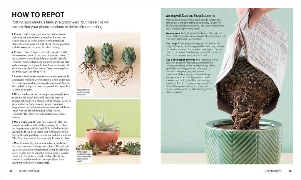 Succulents-Spread, Image, (PRHC, Design, Do, Not, Use)-2