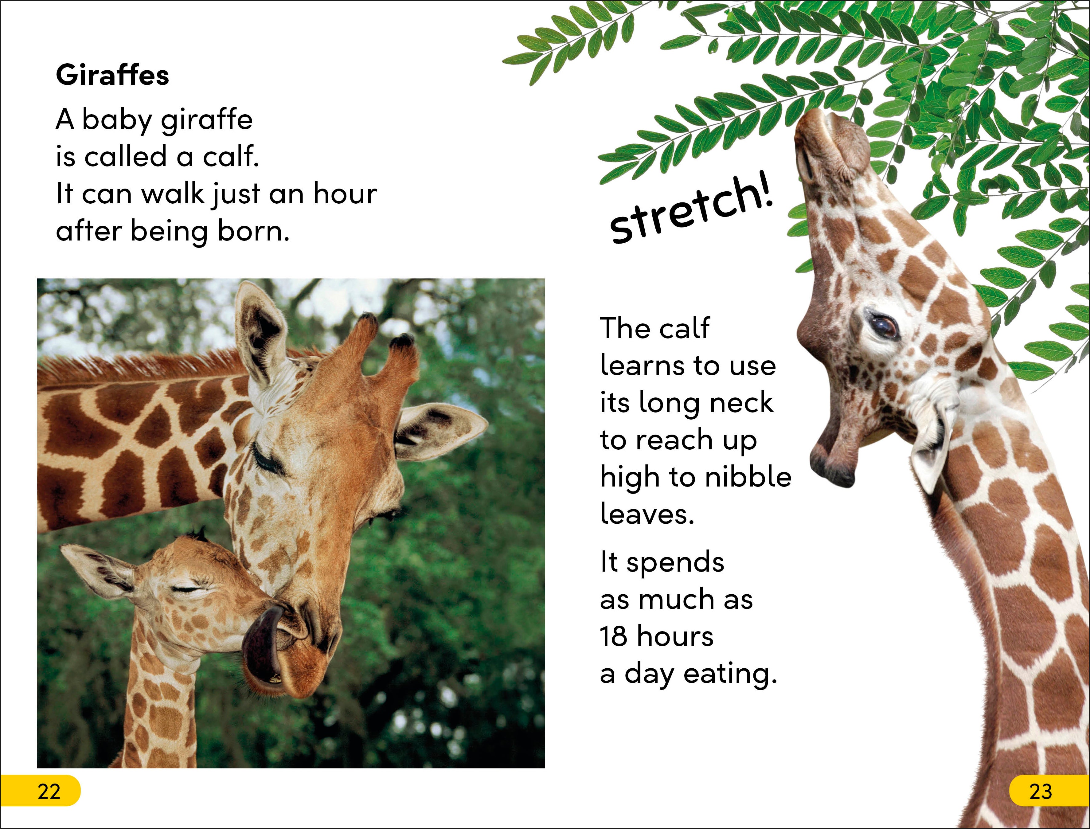 DK Super Readers Level 2 Wild Baby Animals