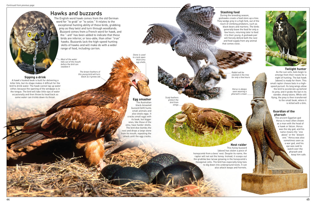 DK Eyewitness Books: Eagle and Birds of Prey