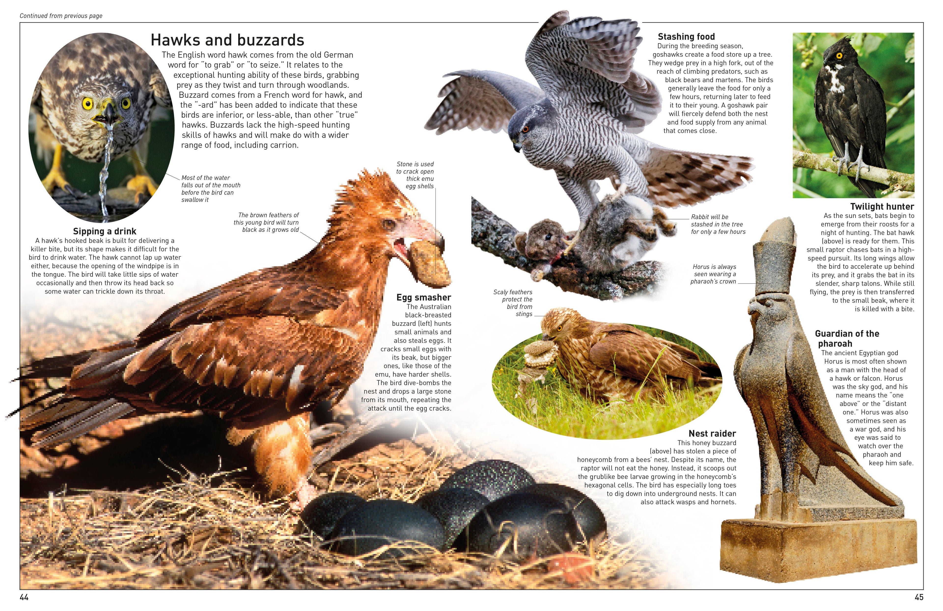 DK Eyewitness Books: Eagle and Birds of Prey