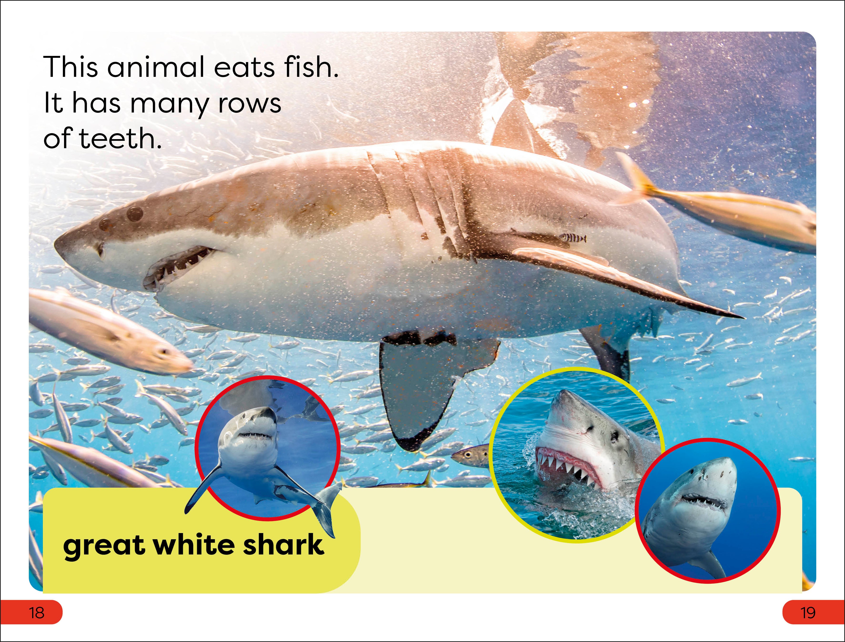 DK Super Readers Pre-Level Chomp! Big Teeth