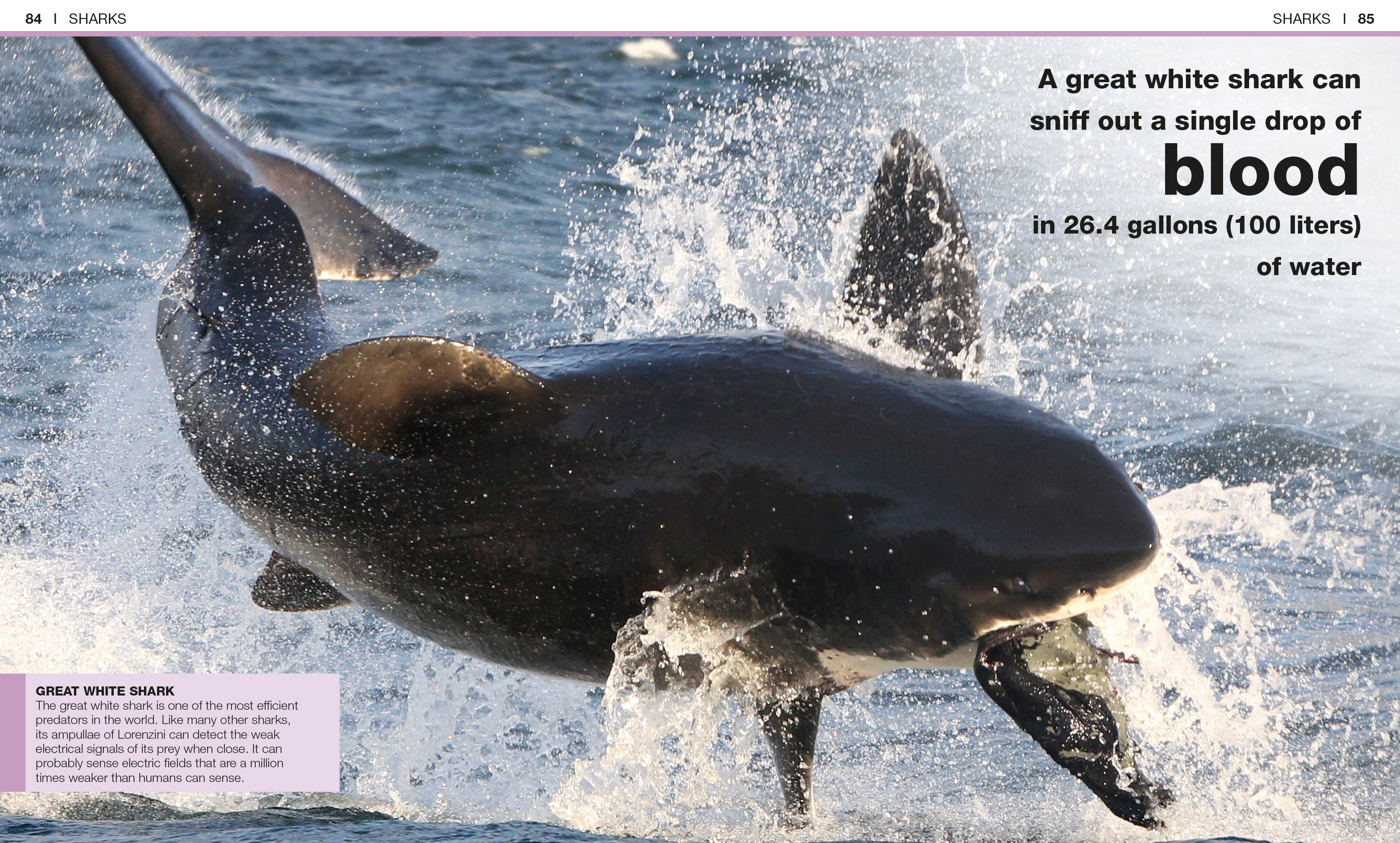 Pocket Genius: Sharks