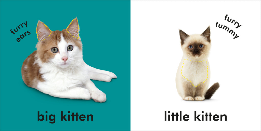 Baby Touch and Feel Kittens