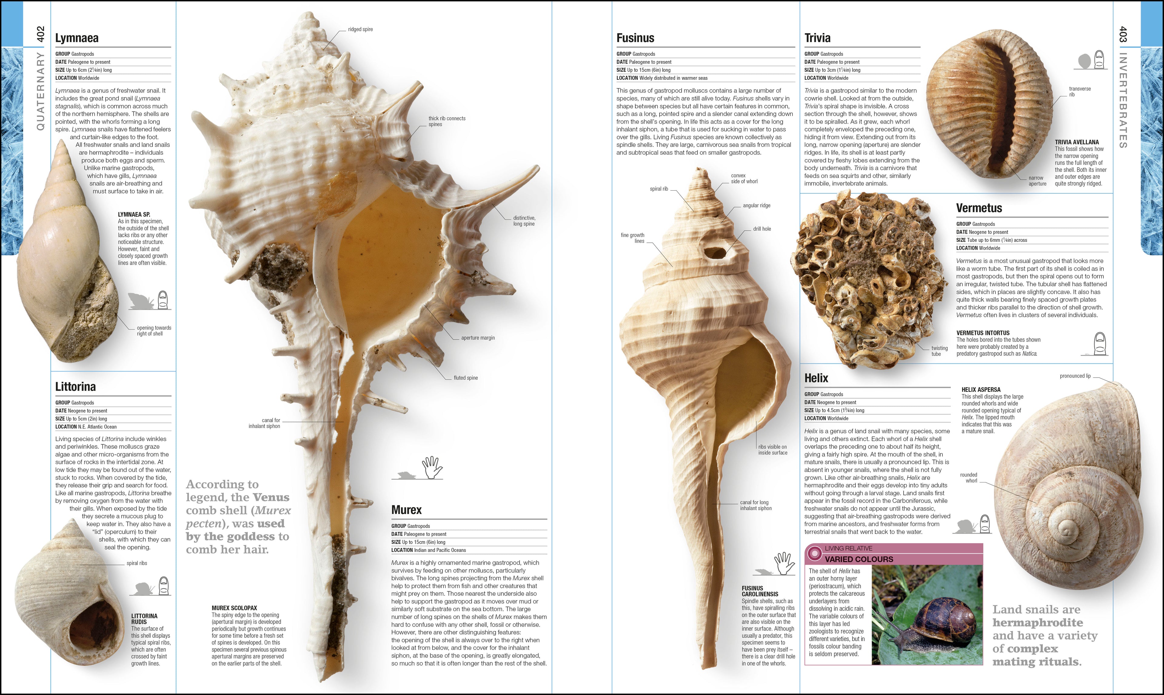 Dinosaurs and Prehistoric Life