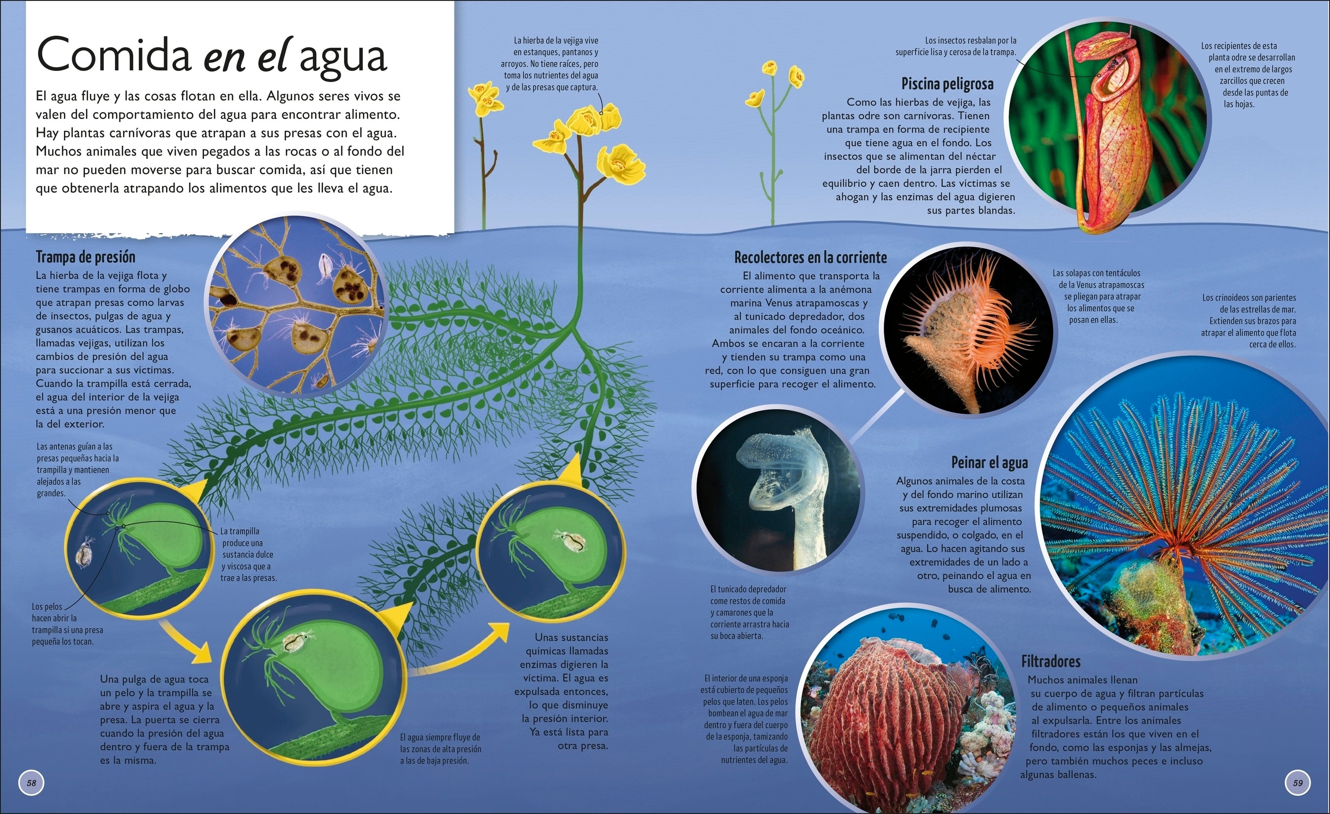 La vida del agua (Water Cycles)-Spread, Image, (PRHC, Design, Do, Not, Use)-72