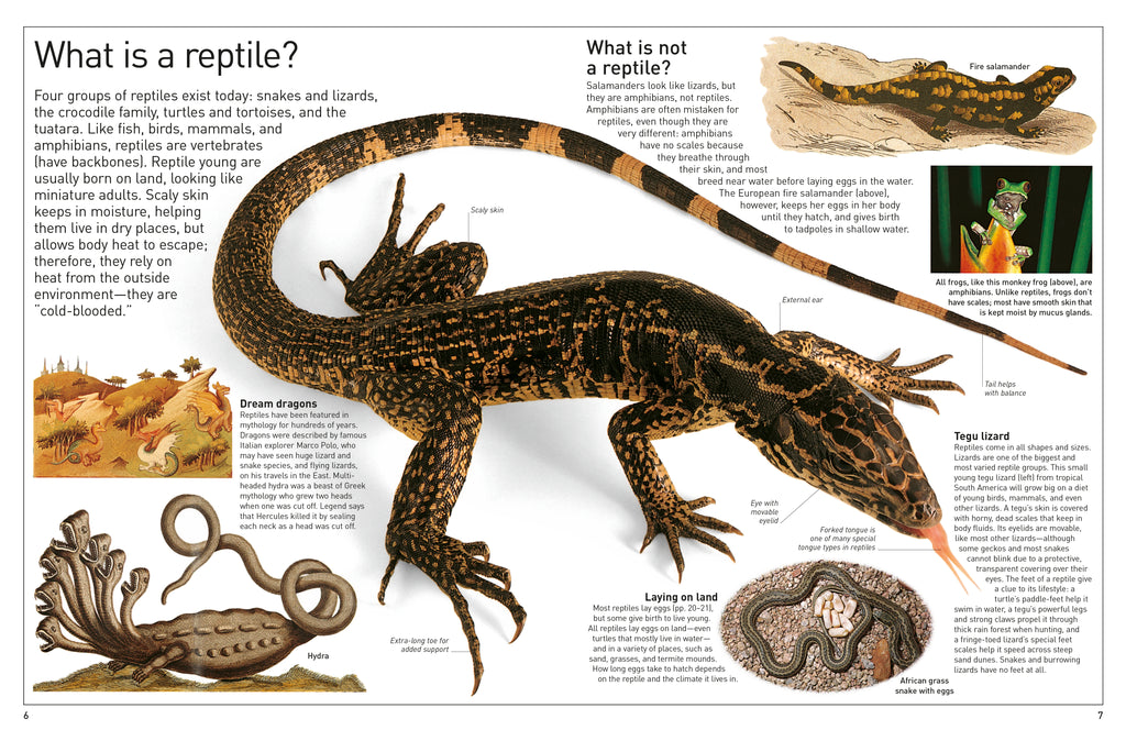 DK Eyewitness Books: Reptile