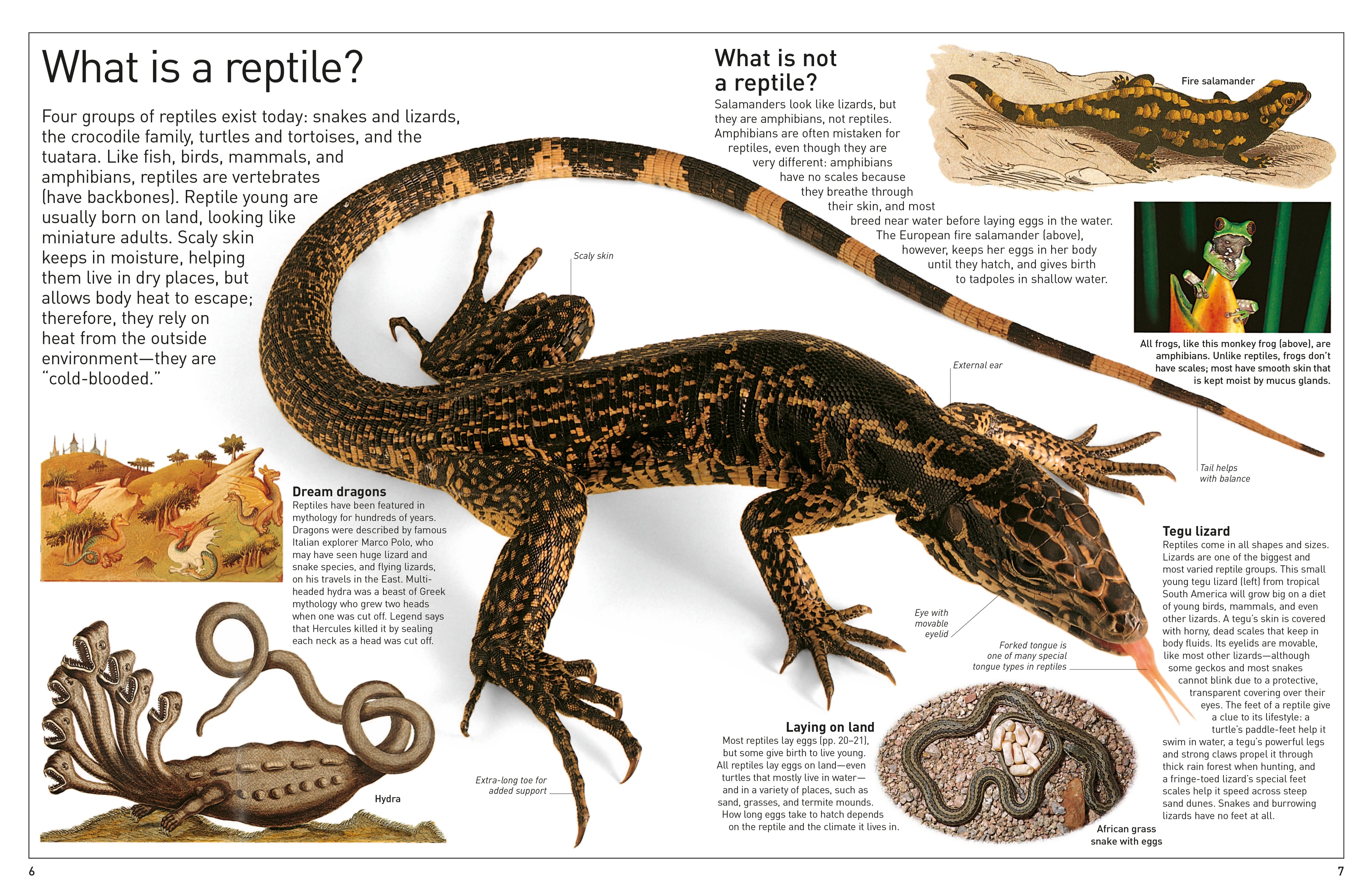 DK Eyewitness Books: Reptile
