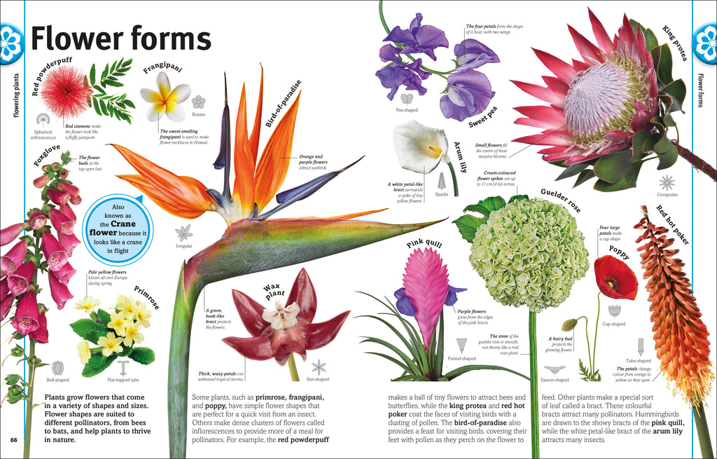 Our World in Pictures: Trees, Leaves, Flowers & Seeds