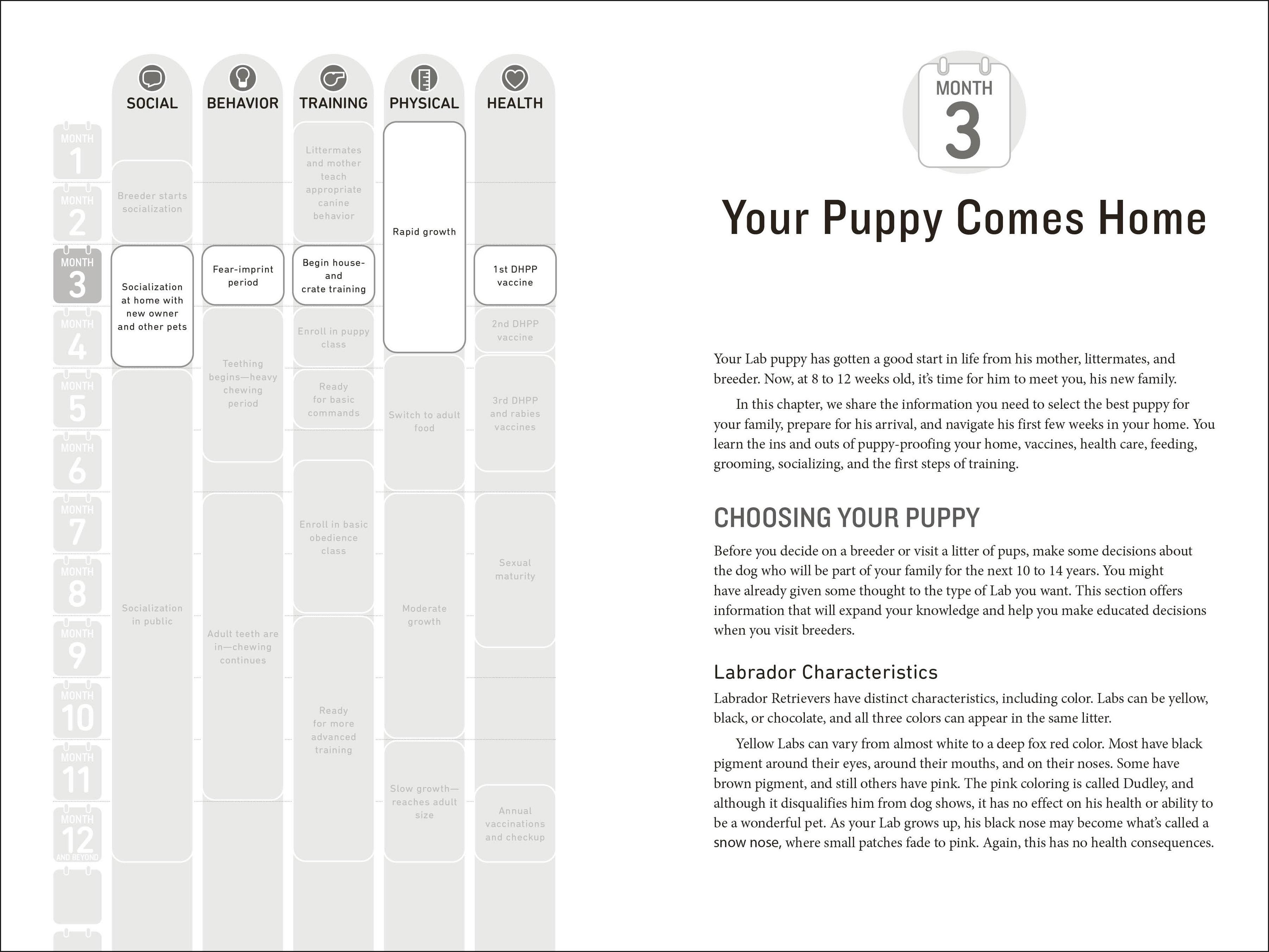 Your Labrador Retriever Puppy Month by Month, 2nd Edition