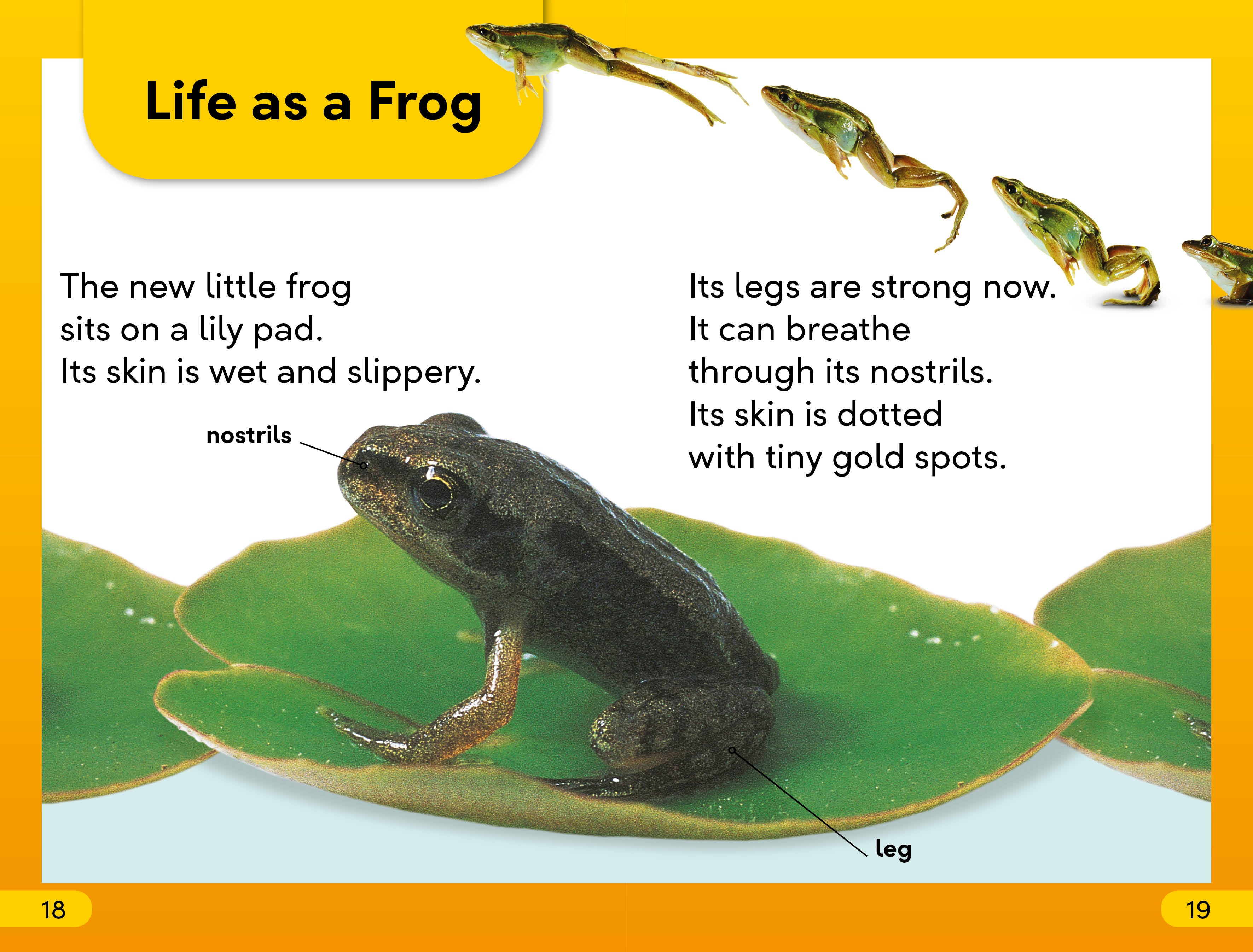 DK Super Readers Level 2 Tale of a Tadpole