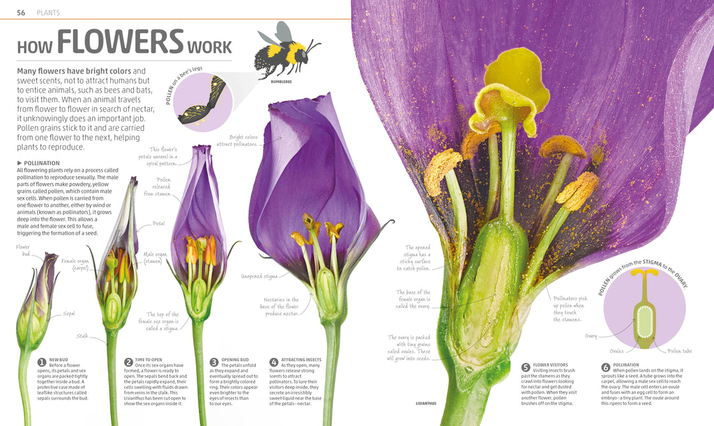 Explanatorium of Nature