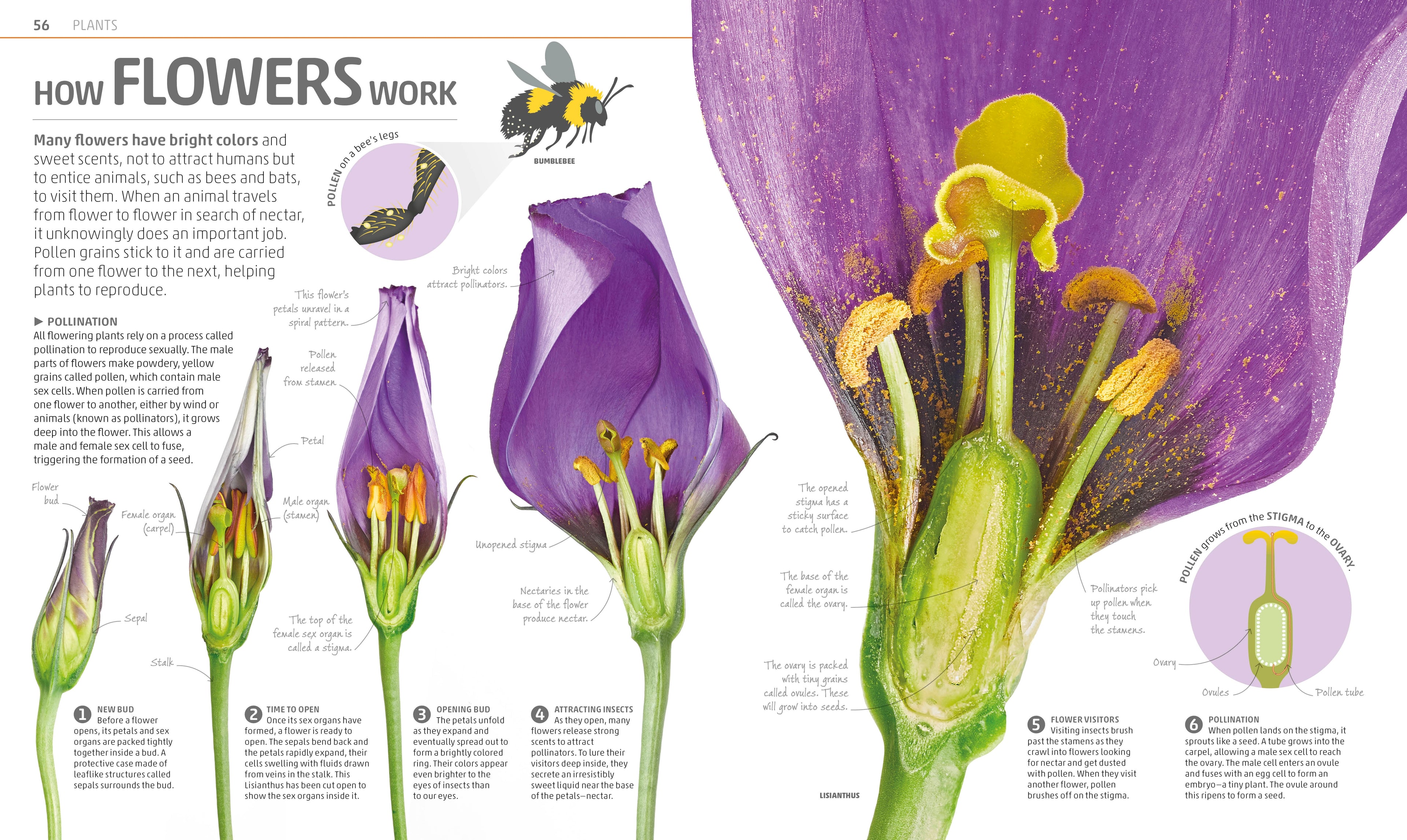Explanatorium of Nature