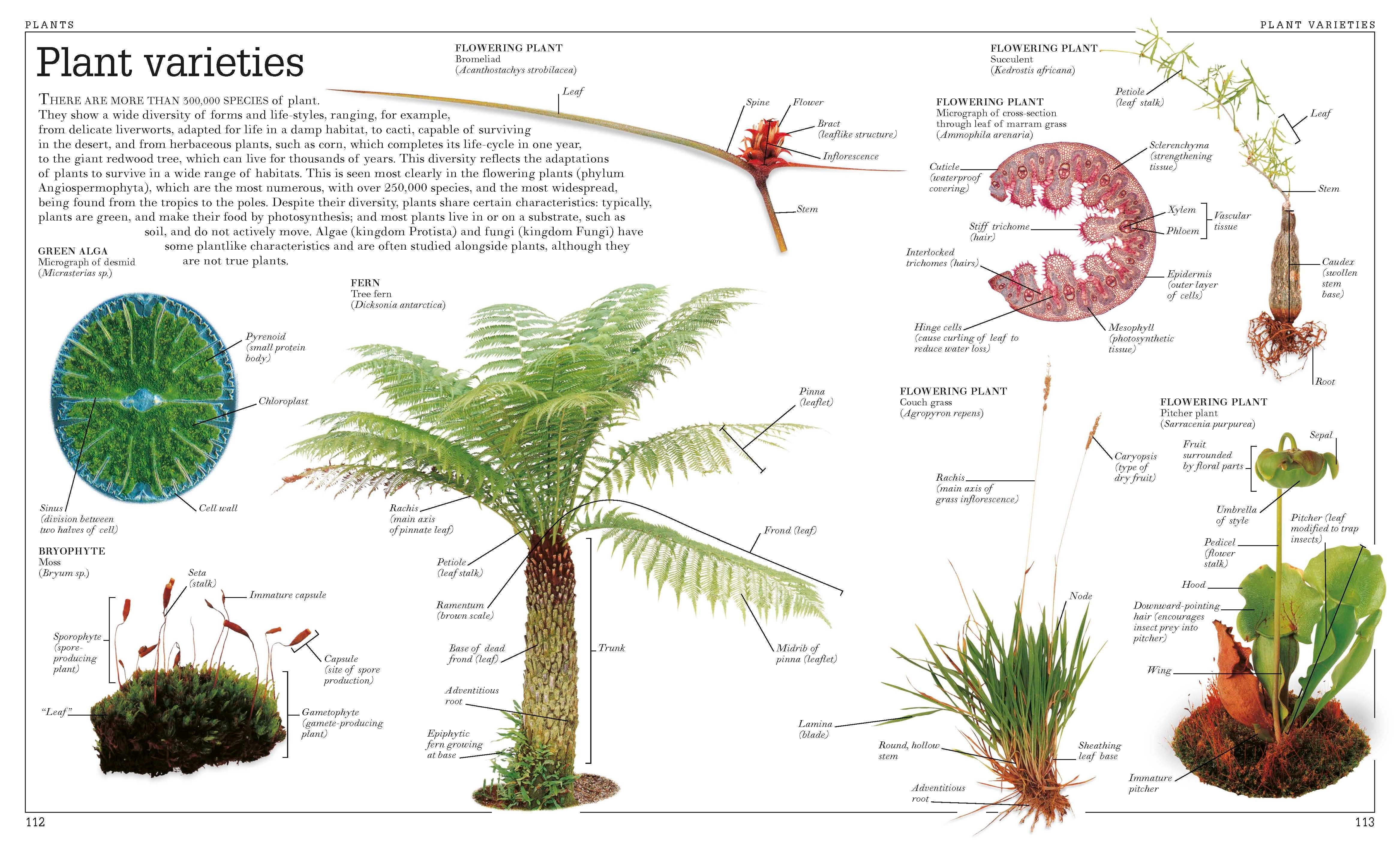 Ultimate Visual Dictionary – DK