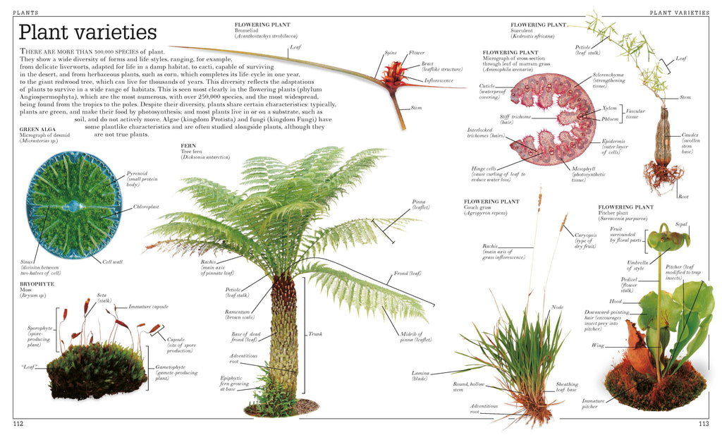 Ultimate Visual Dictionary