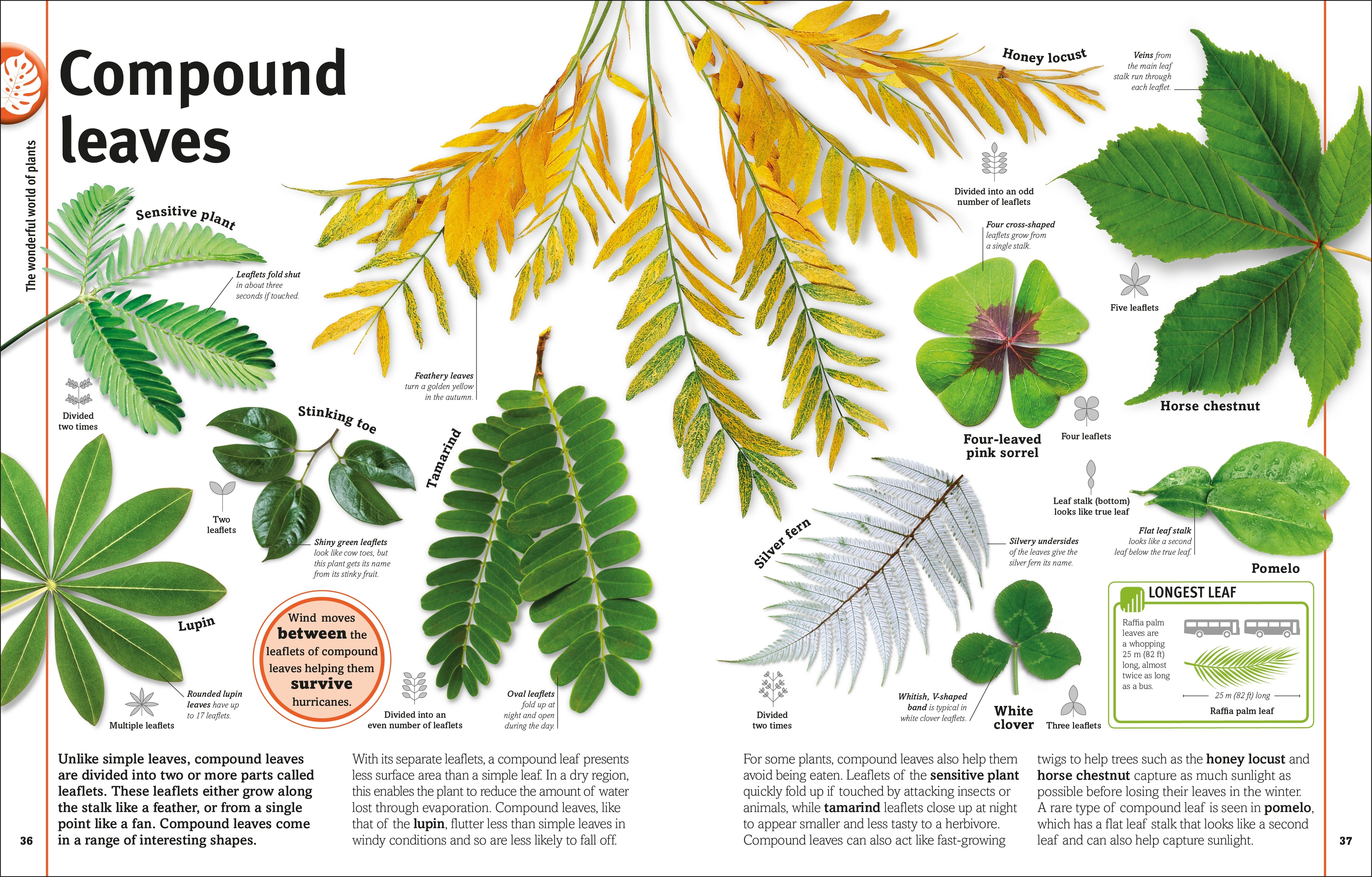 Our World in Pictures: Trees, Leaves, Flowers & Seeds