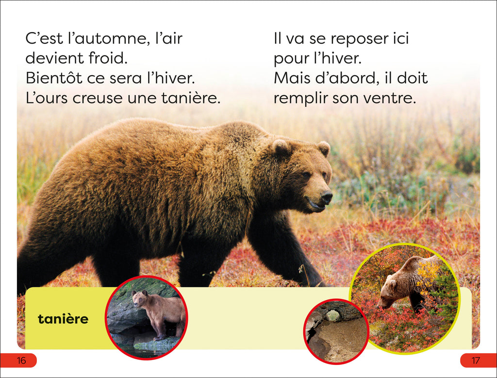DK Super Readers Pre-level French Translation A Bear's Tale – Une Histoire d’ours