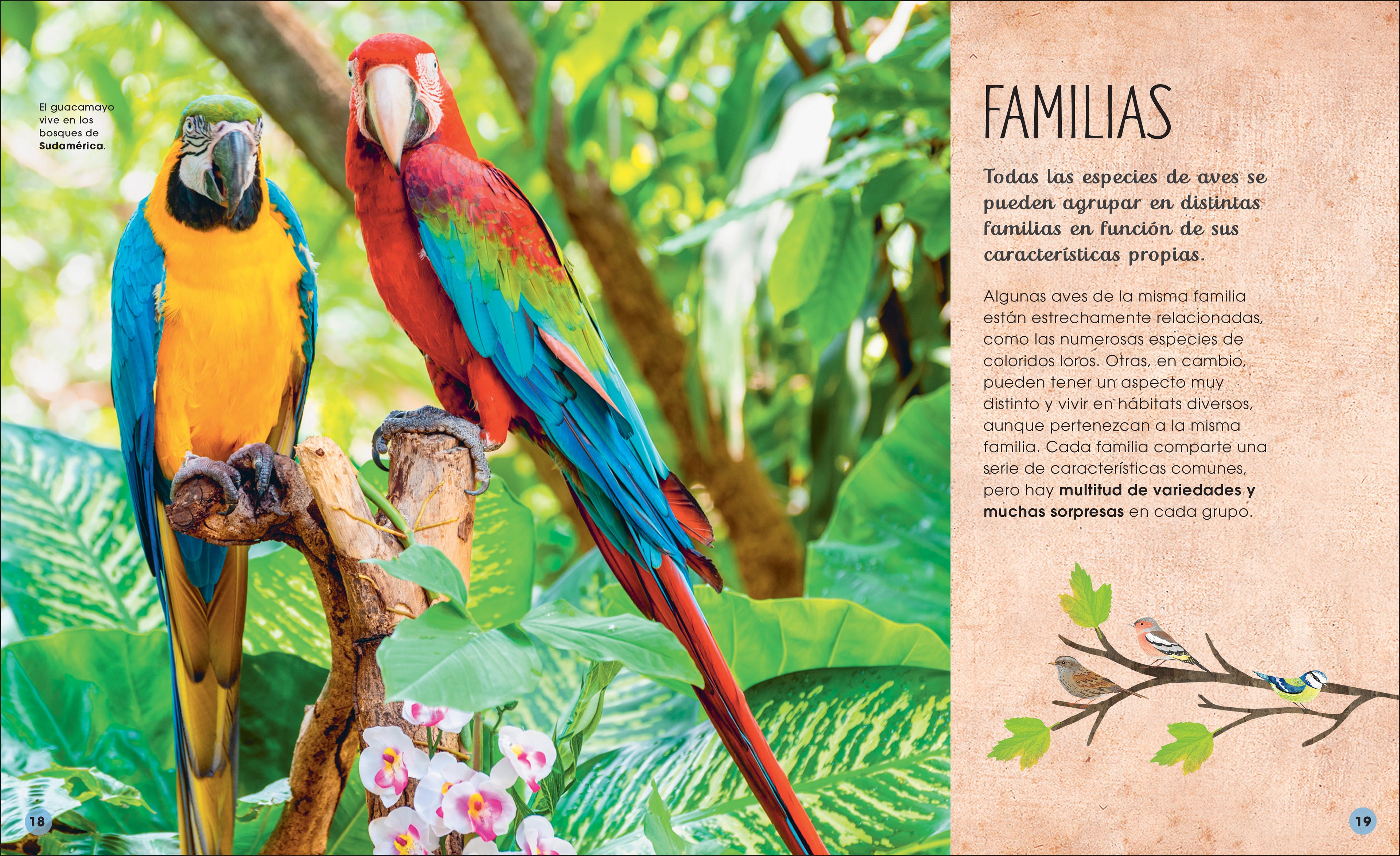 La vida secreta de las aves (The Extraordinary World of Birds)-Spread, Image, (PRHC, Design, Do, Not, Use)-3