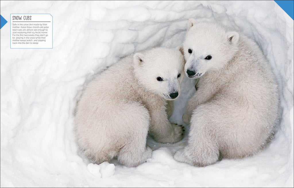 Born to be Wild-Spread, Image, (PRHC, Design, Do, Not, Use)-4