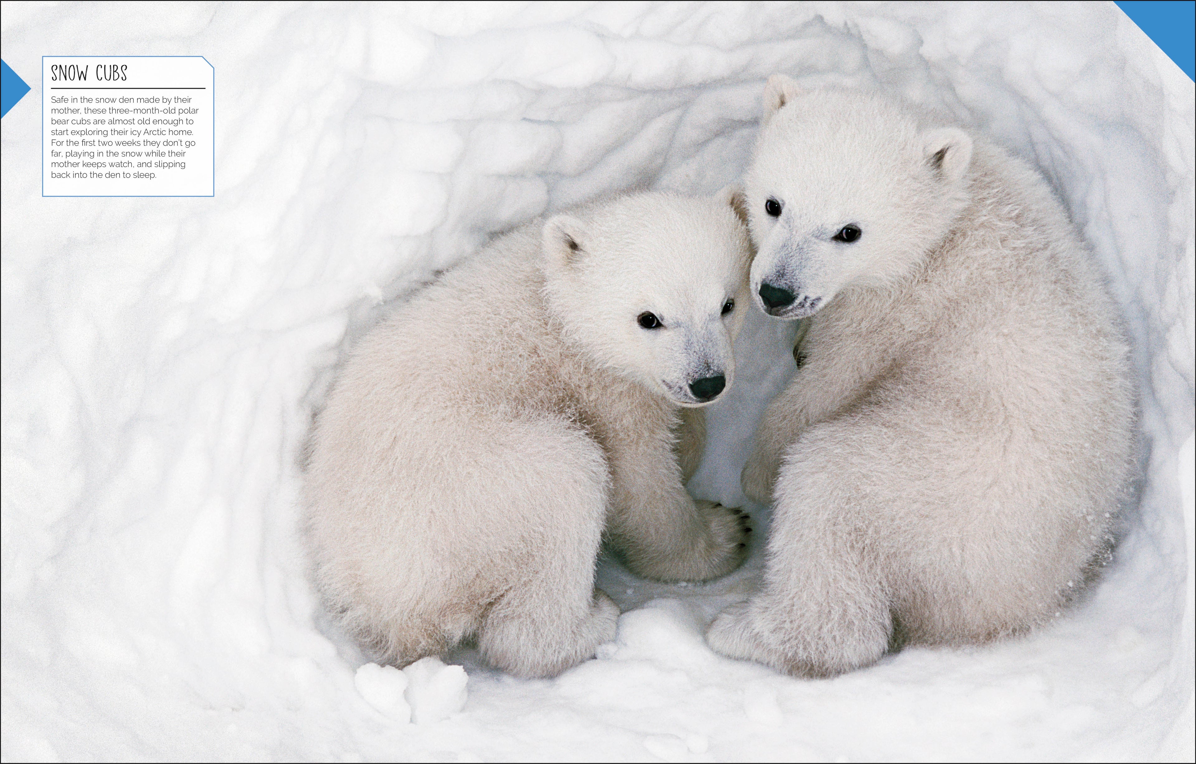 Born to be Wild-Spread, Image, (PRHC, Design, Do, Not, Use)-4