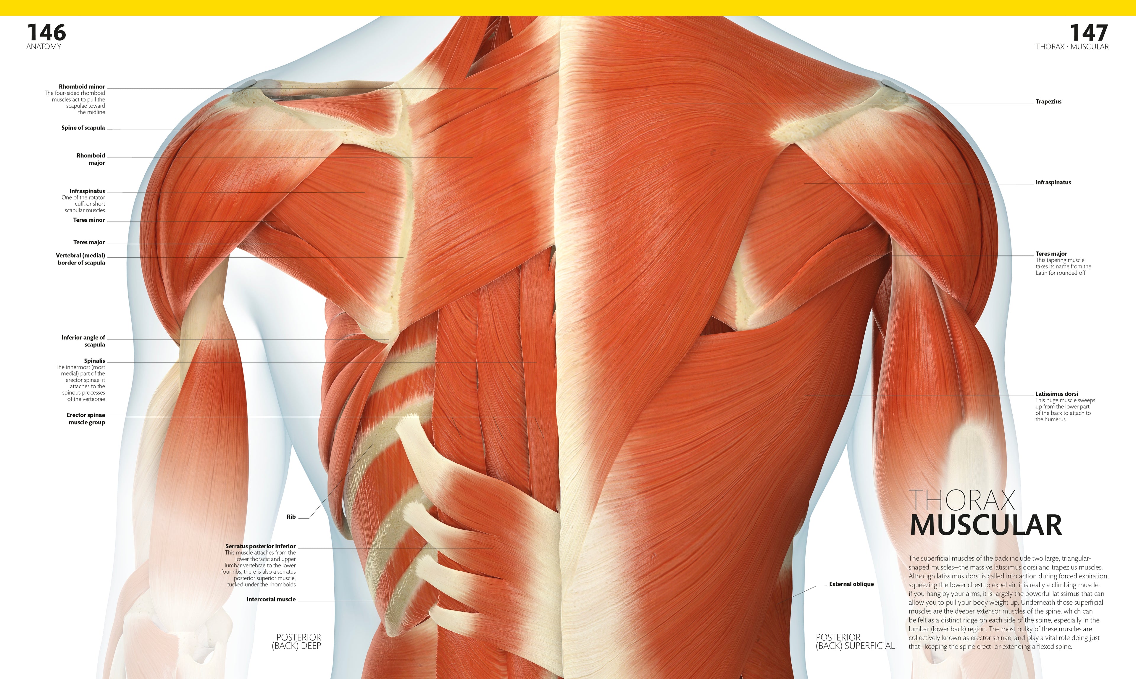 The Complete Human Body