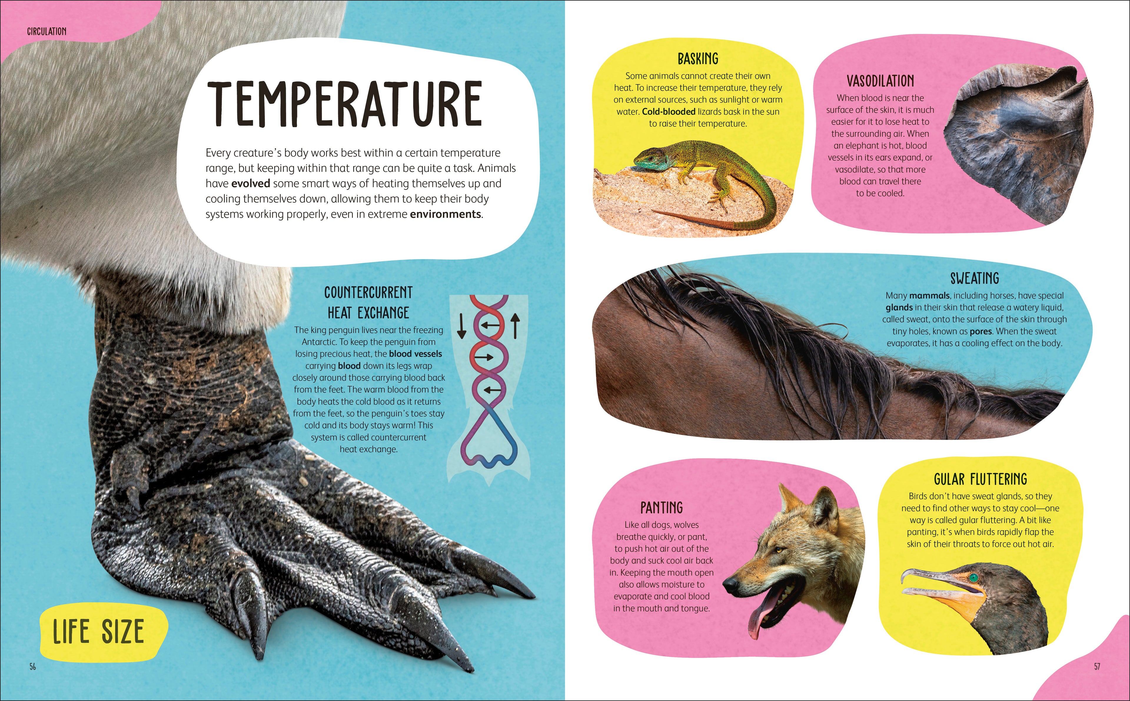 The Animal Body Book-Spread, Image, (PRHC, Design, Do, Not, Use)-19