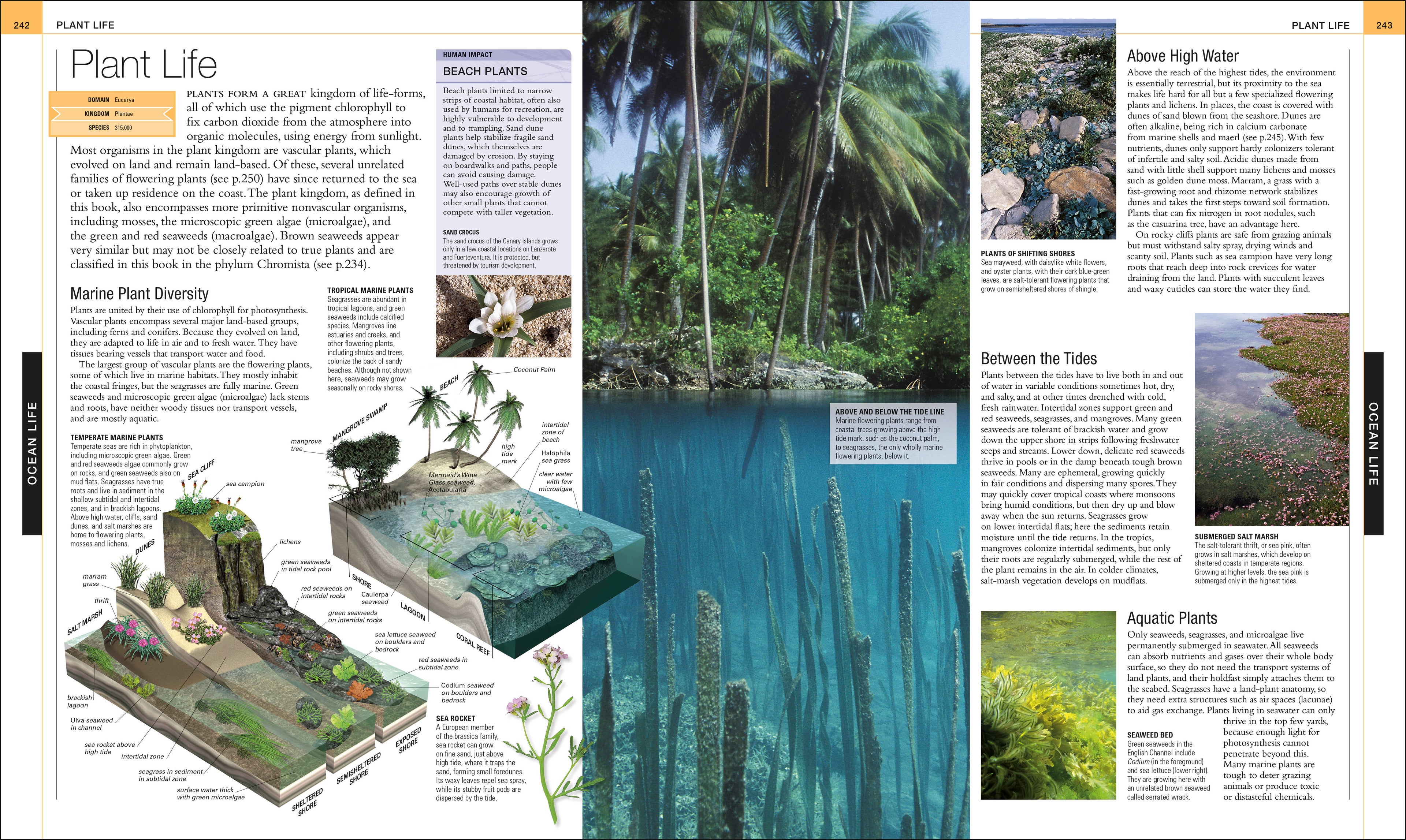 Ocean-Spread, Image, (PRHC, Design, Do, Not, Use)-4