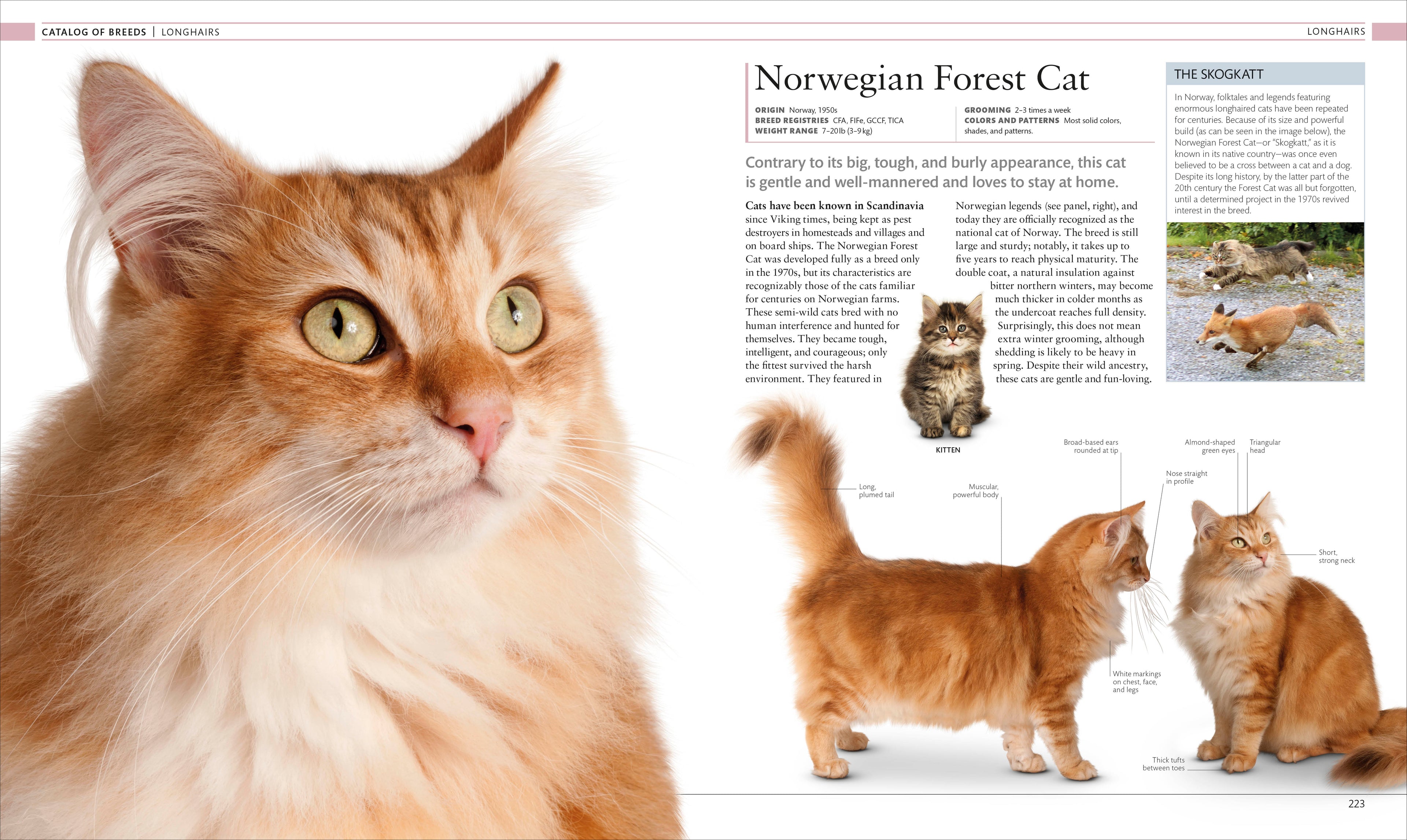 The Cat Encyclopedia-Spread, Image, (PRHC, Design, Do, Not, Use)-9
