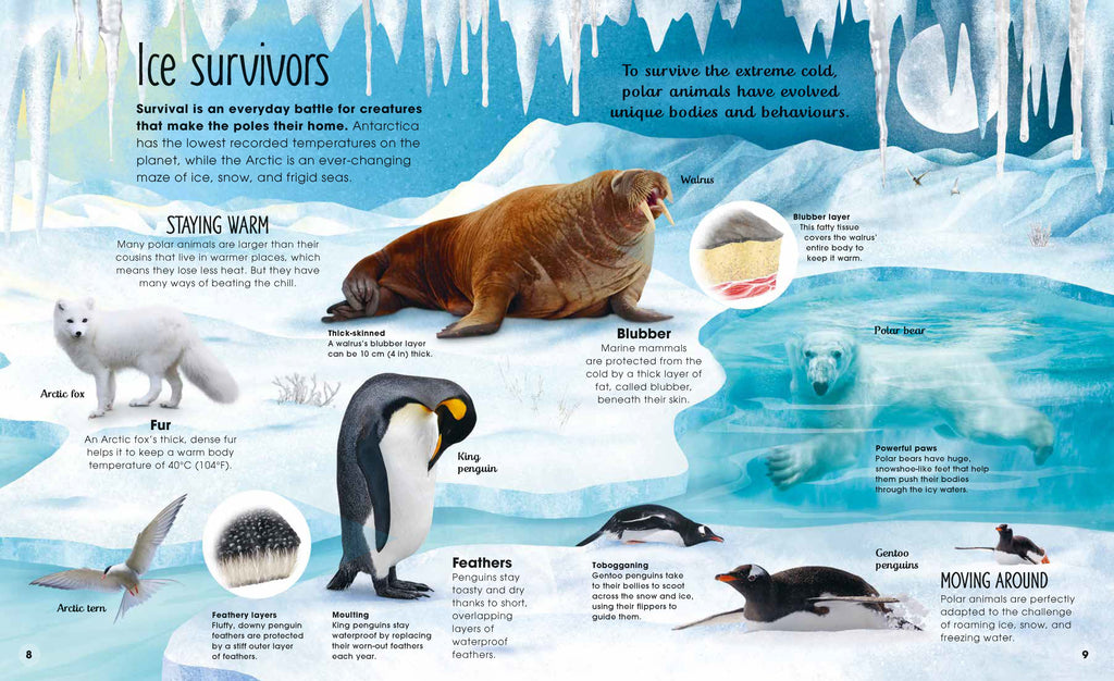 The Magic and Mystery of Nature Collection