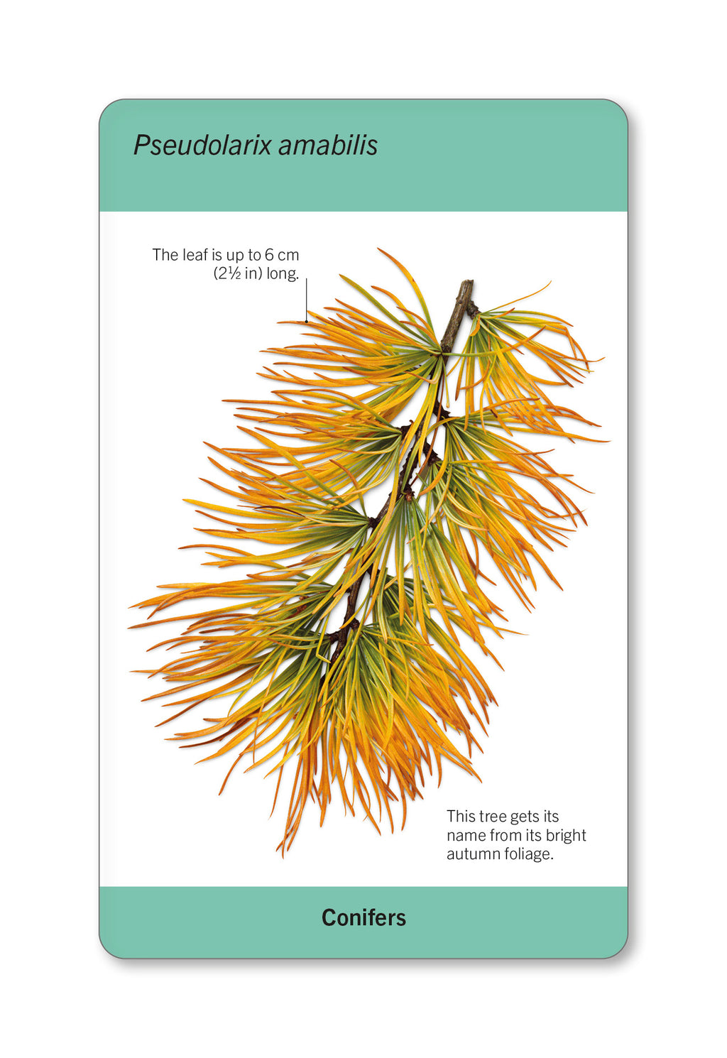 Our World in Pictures Trees of the World Flash Cards-spread image