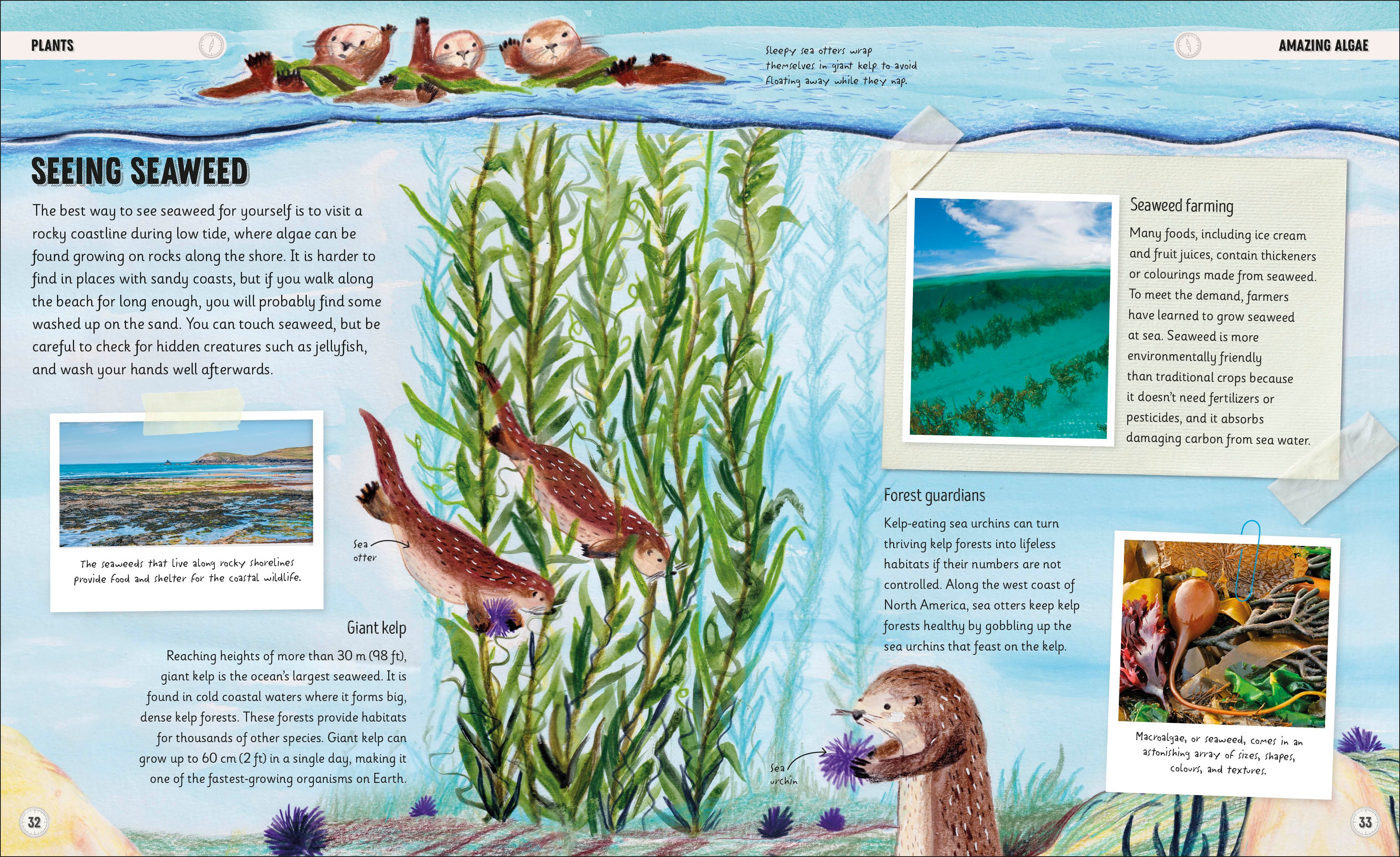Amazing Oceans – DK
