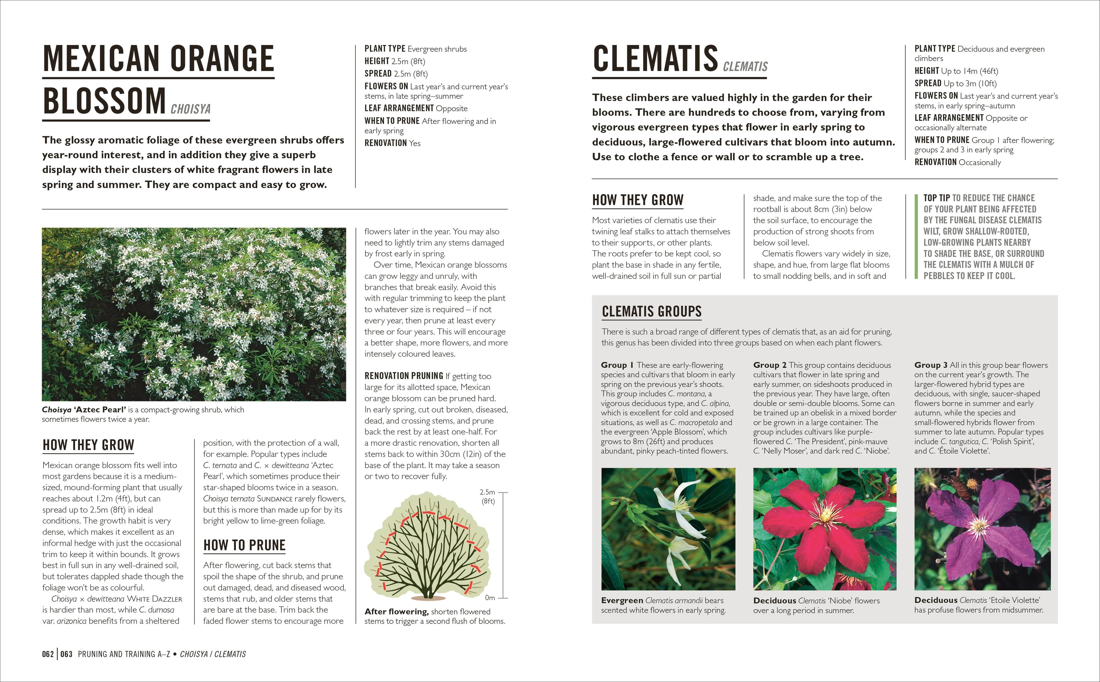 Grow Pruning & Training