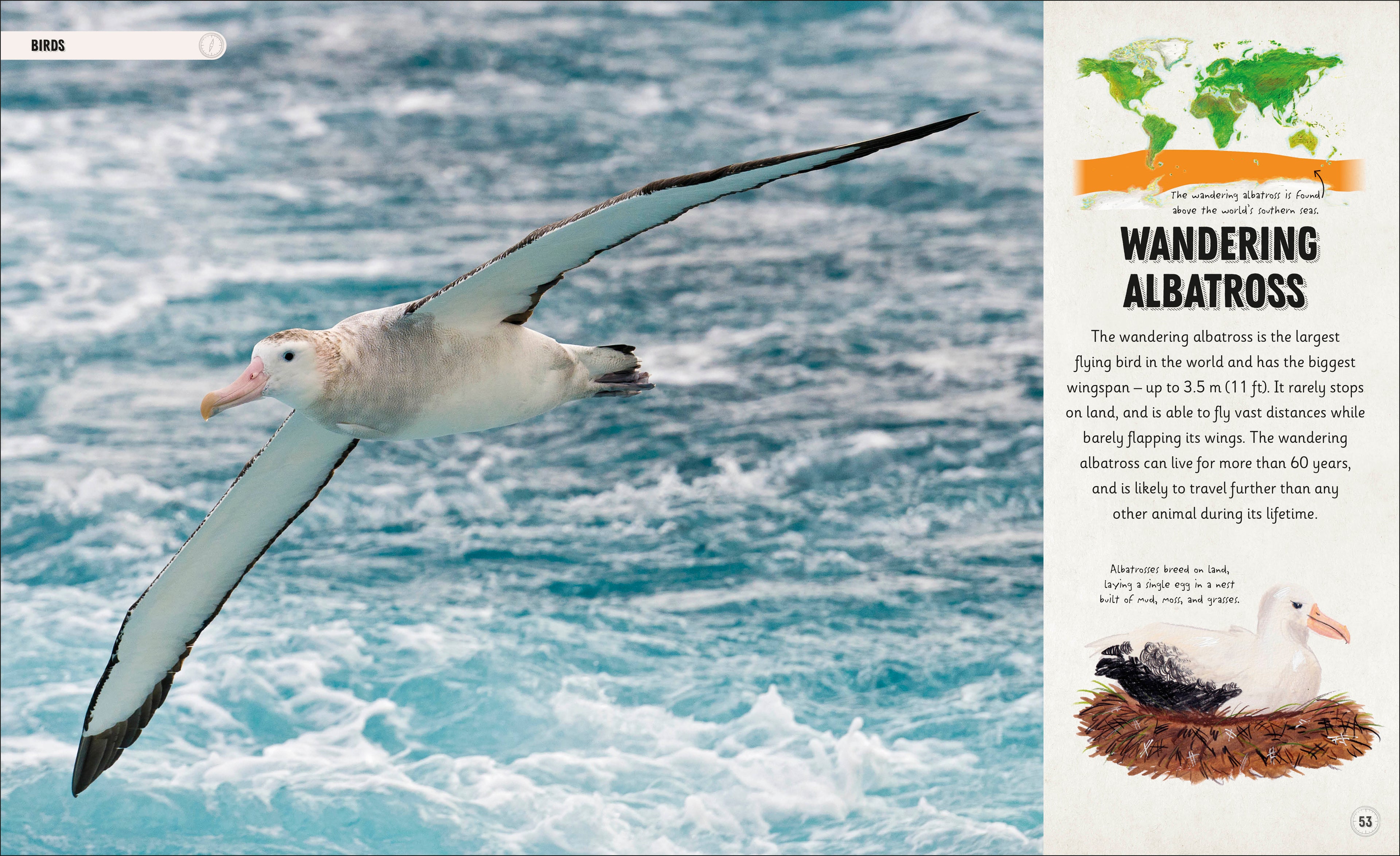 Amazing Animal Journeys