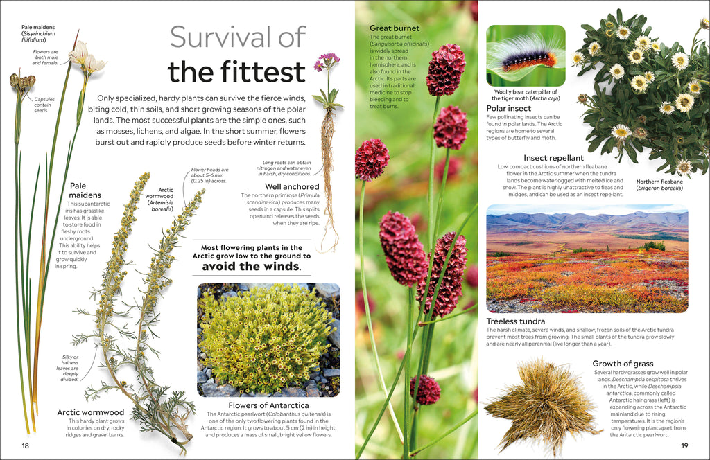 Arctic and Antarctic