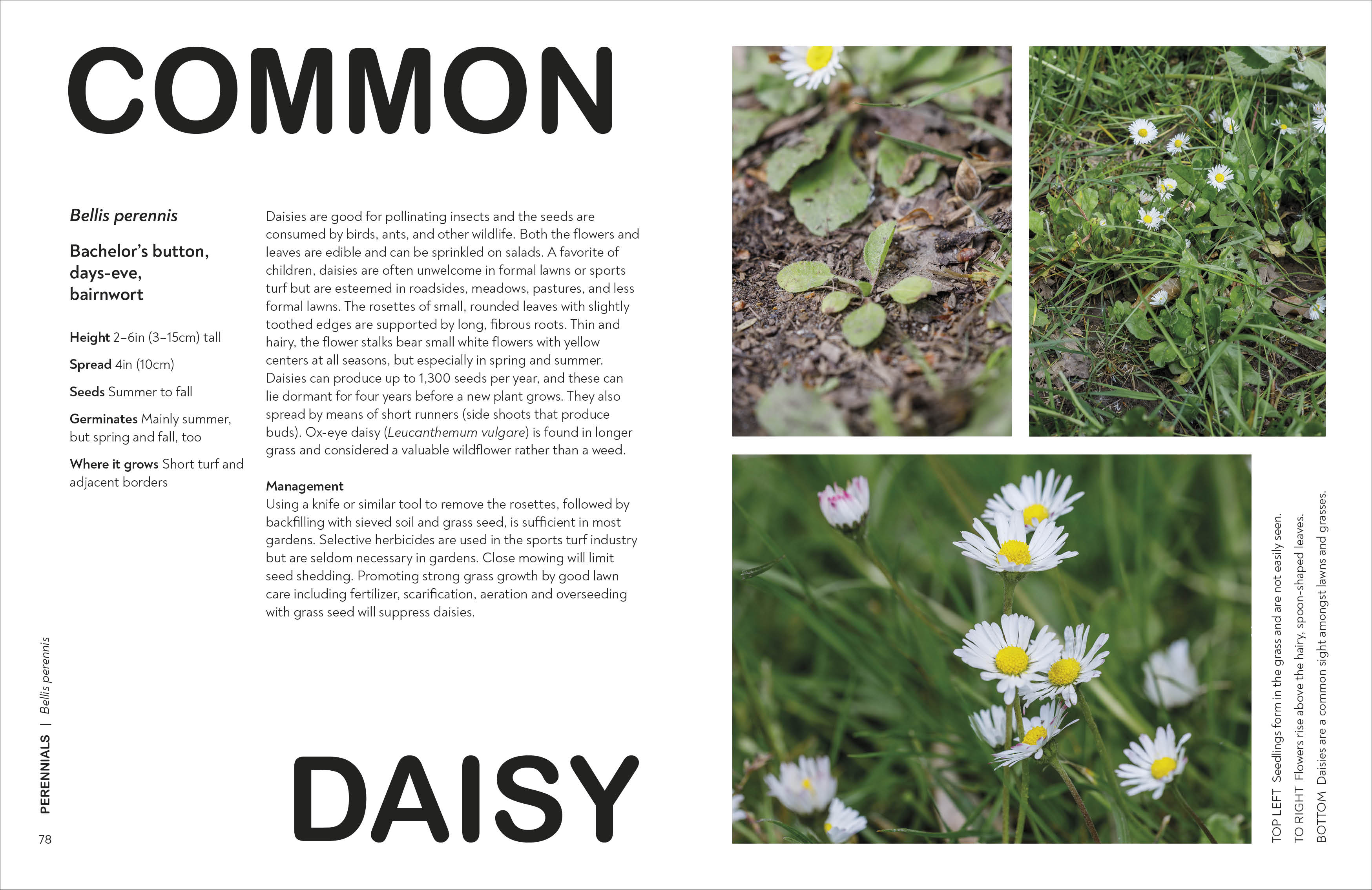 What's That Weed?-Spread, Image, (PRHC, Design, Do, Not, Use)-5