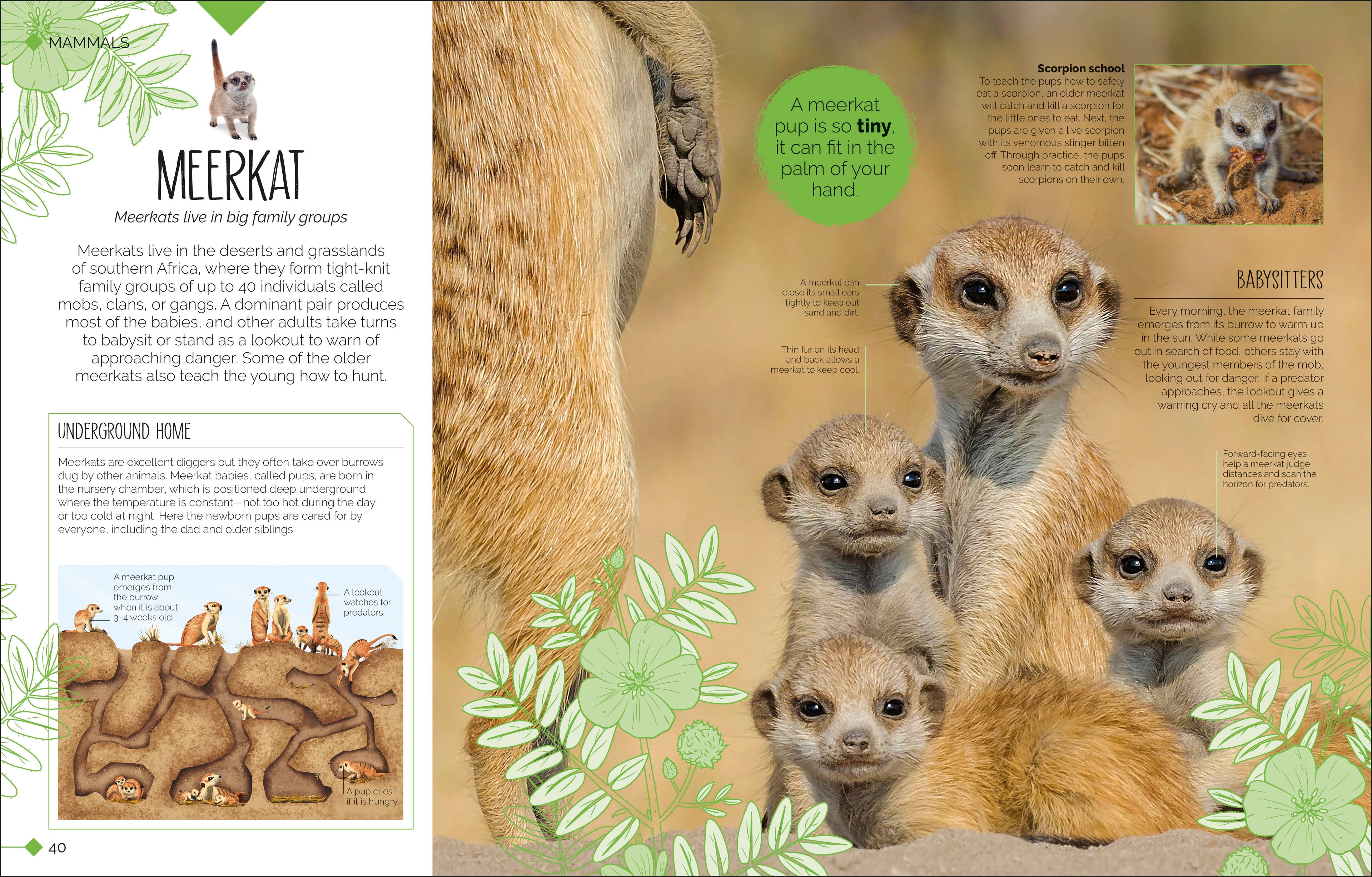 Born to be Wild-Spread, Image, (PRHC, Design, Do, Not, Use)-5