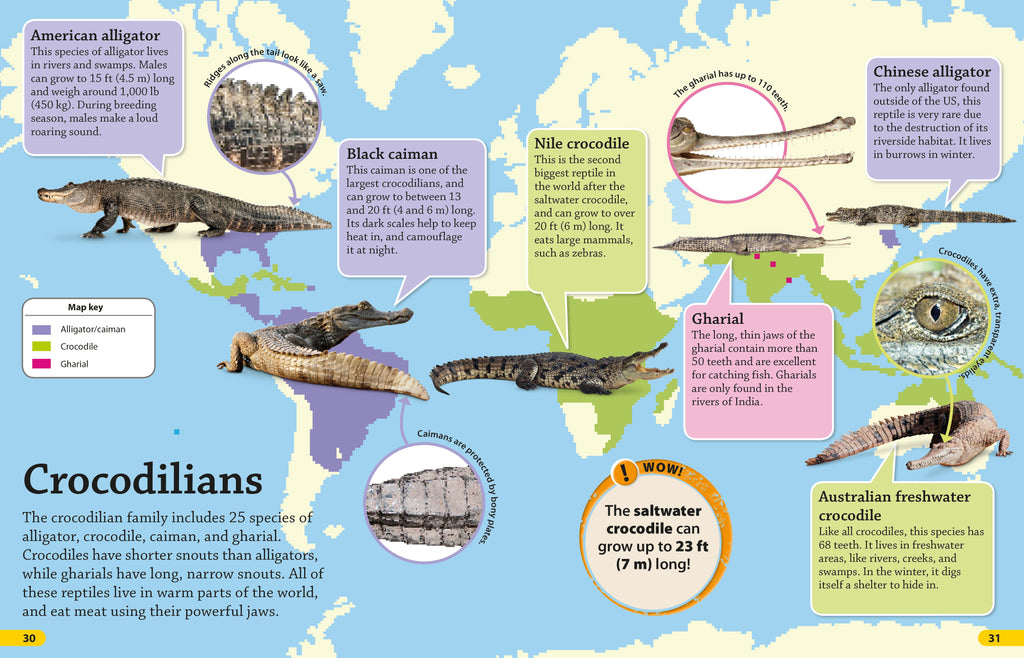 DKfindout! Reptiles and Amphibians