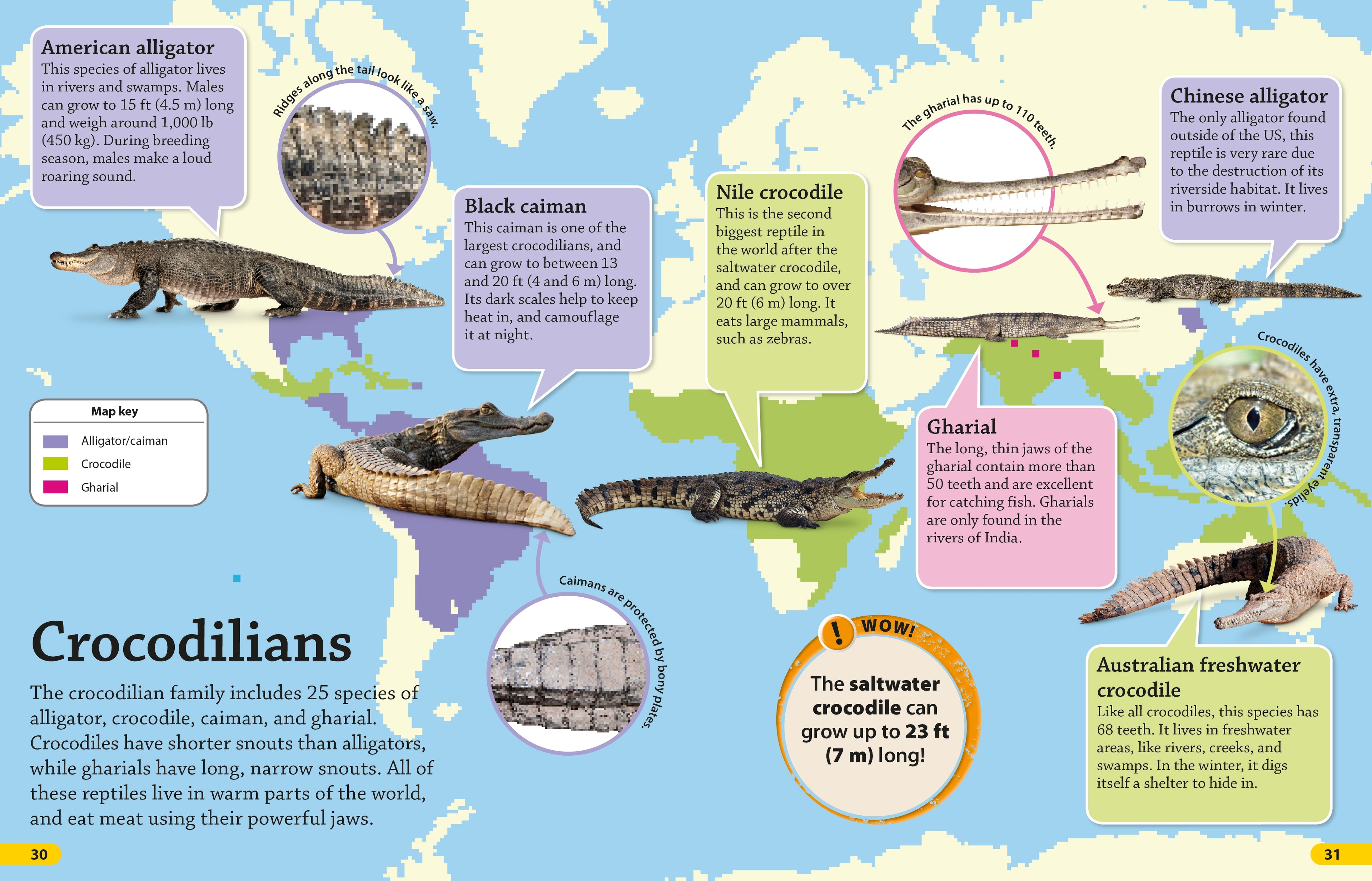 DKfindout! Reptiles and Amphibians