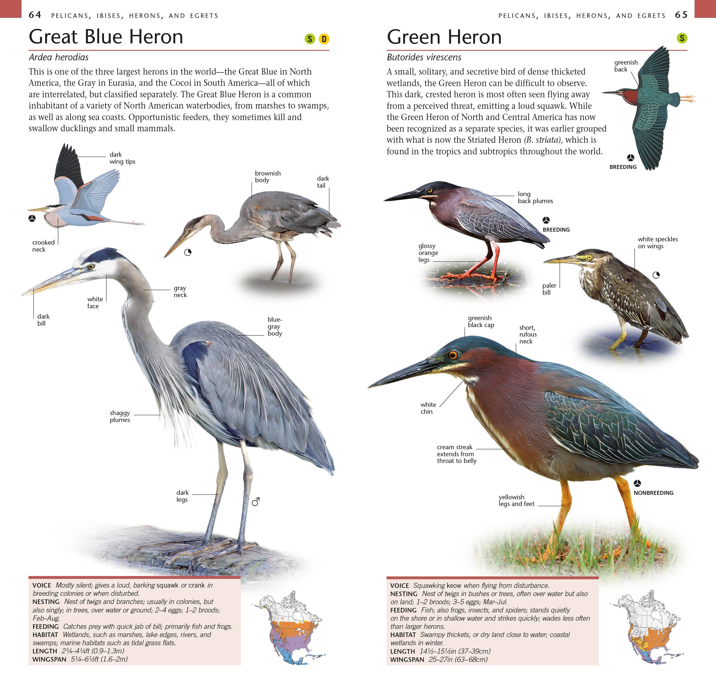 American Museum of Natural History: Pocket Birds of North America, Western Region