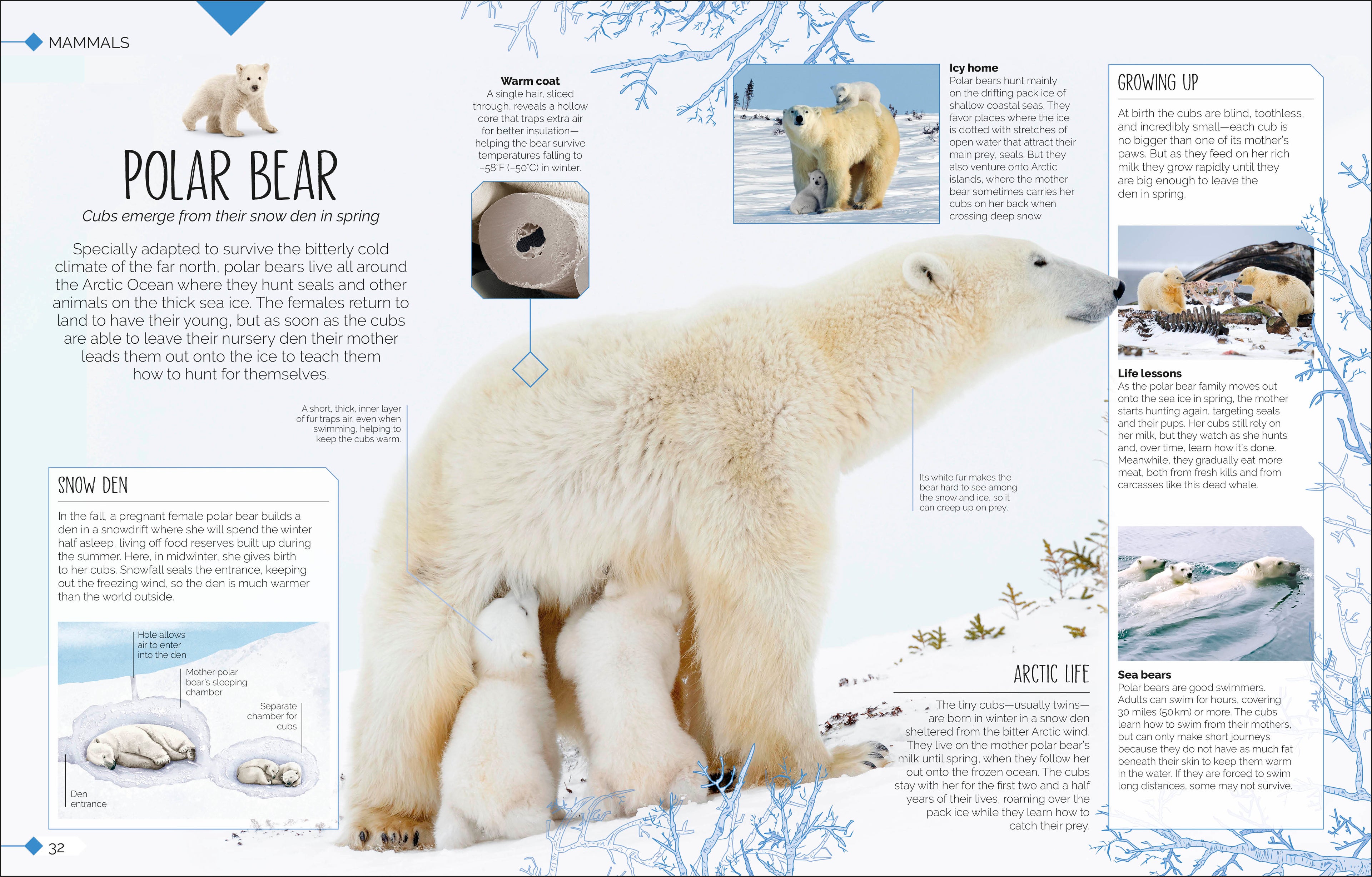 Born to be Wild-Spread, Image, (PRHC, Design, Do, Not, Use)-3