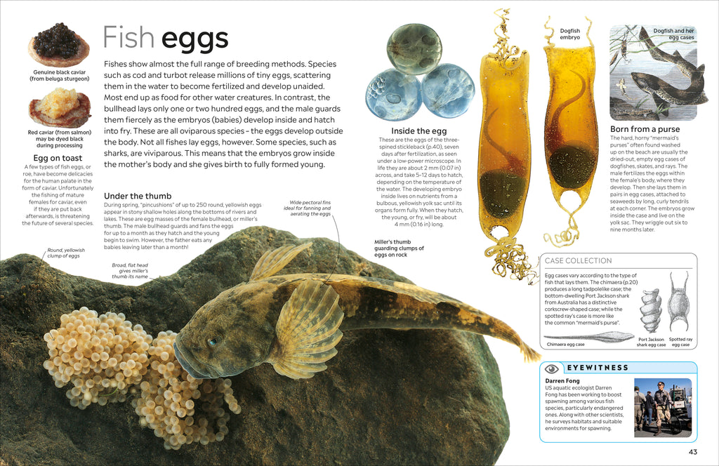 Fish-Spread, Image, (PRHC, Design, Do, Not, Use)-2