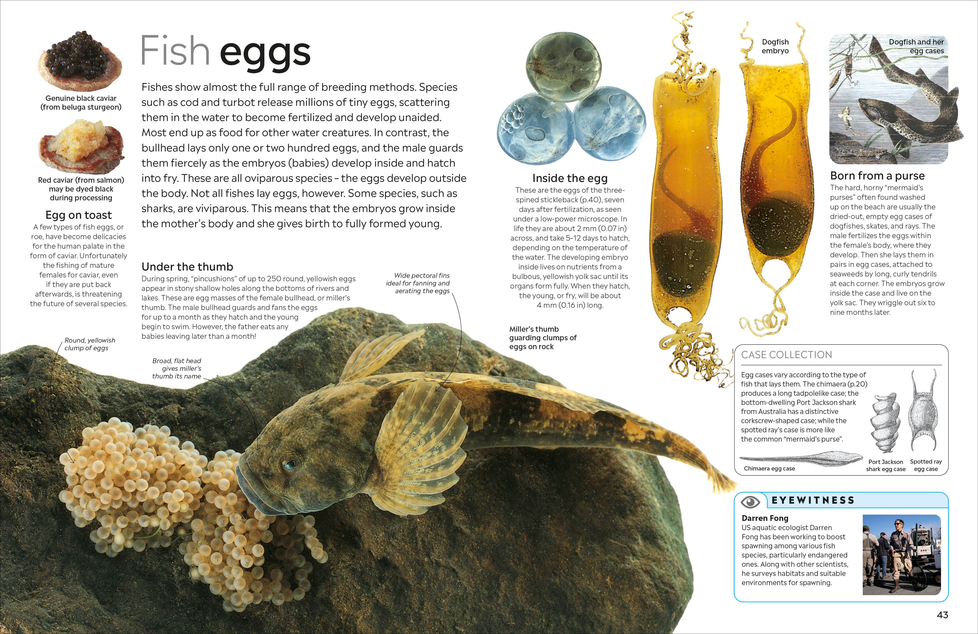 Fish-Spread, Image, (PRHC, Design, Do, Not, Use)-2