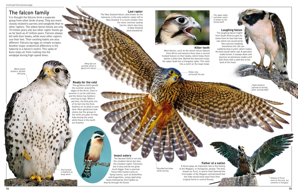 DK Eyewitness Books: Eagle and Birds of Prey