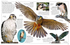 DK Eyewitness Books: Eagle and Birds of Prey