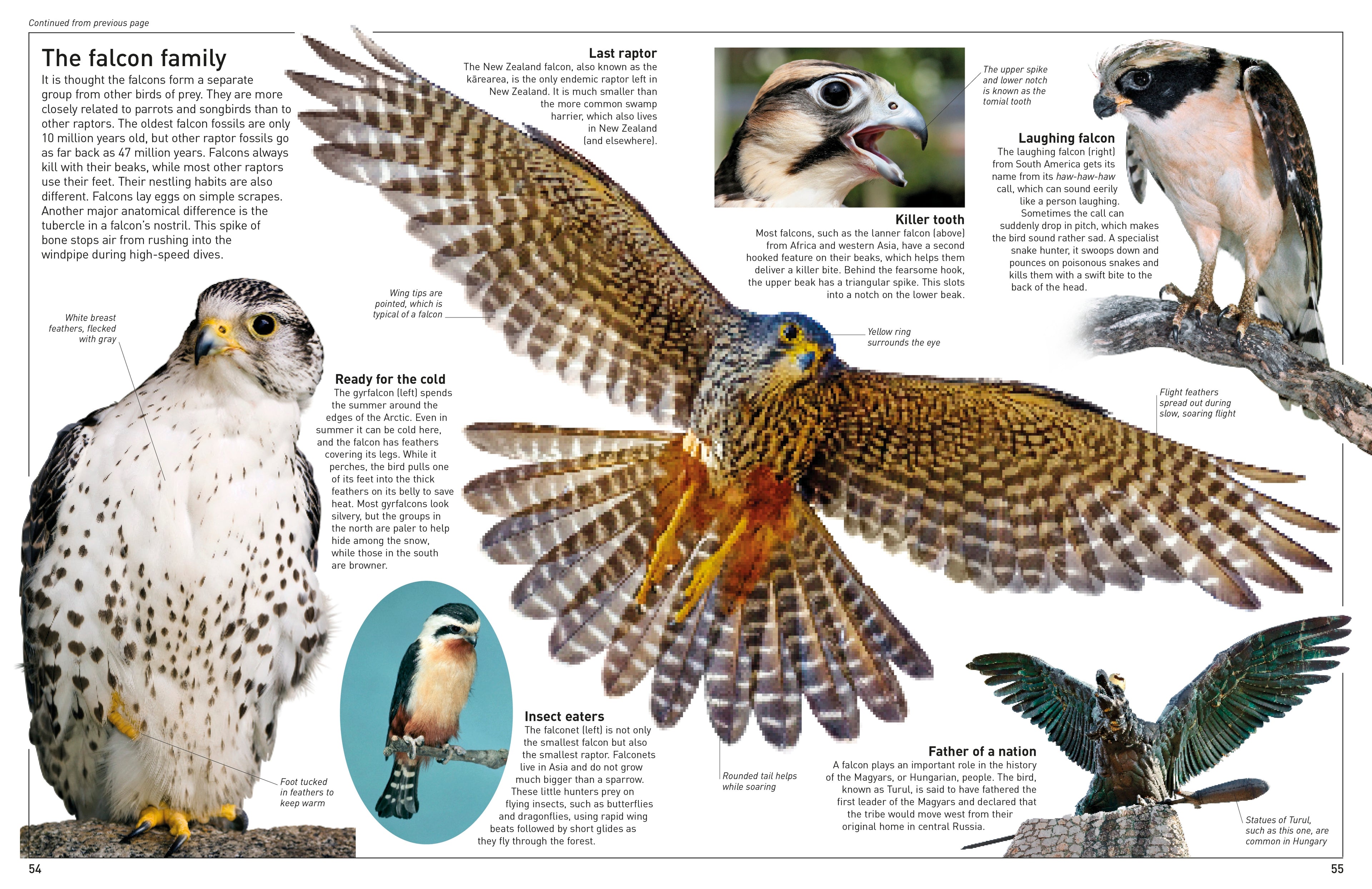DK Eyewitness Books: Eagle and Birds of Prey