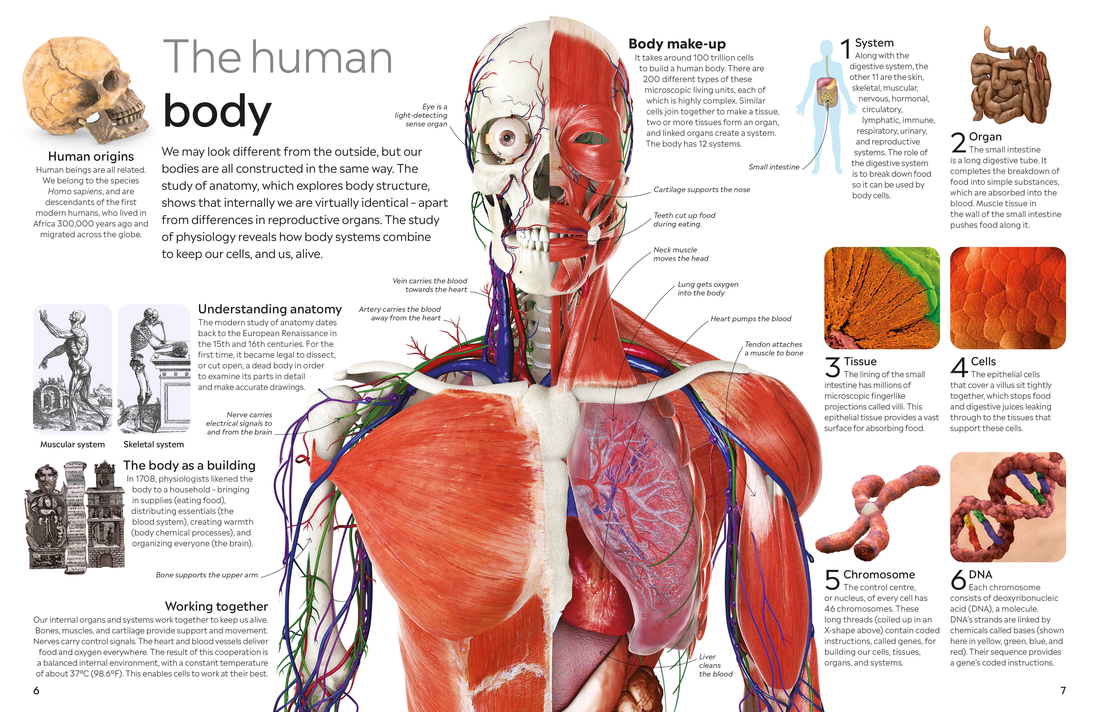Human Body