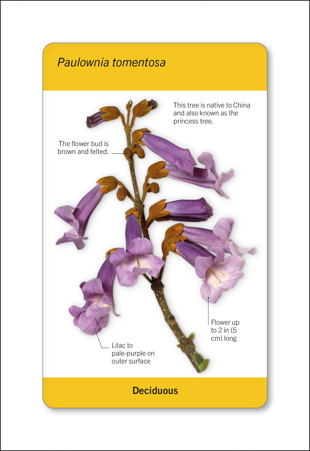 Our World in Pictures Trees of the World Flash Cards-Spread, Image, (PRHC, Design, Do, Not, Use)-7