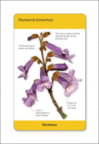 Our World in Pictures Trees of the World Flash Cards-Spread, Image, (PRHC, Design, Do, Not, Use)-7