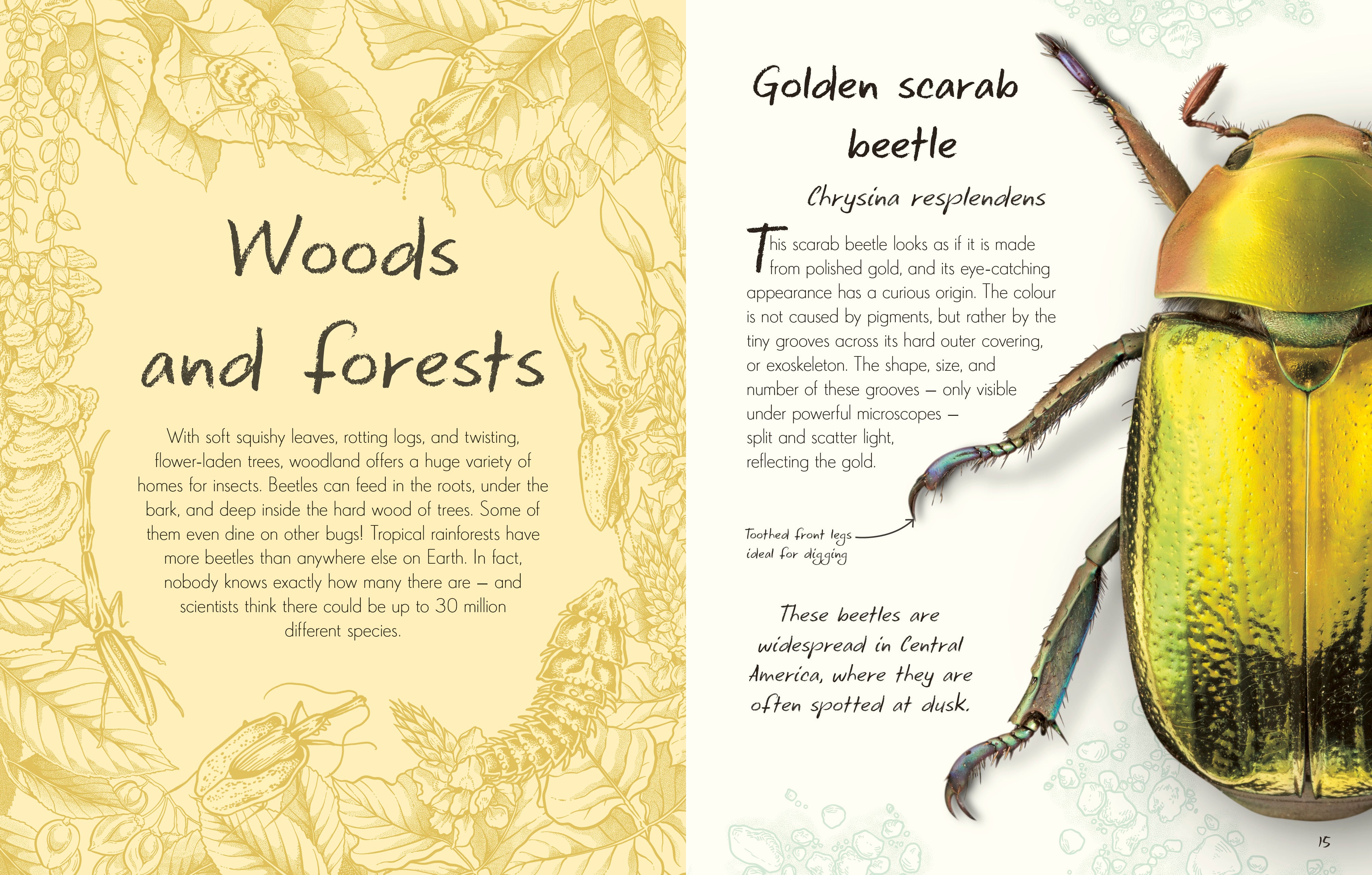An Anthology of Beetles – DK