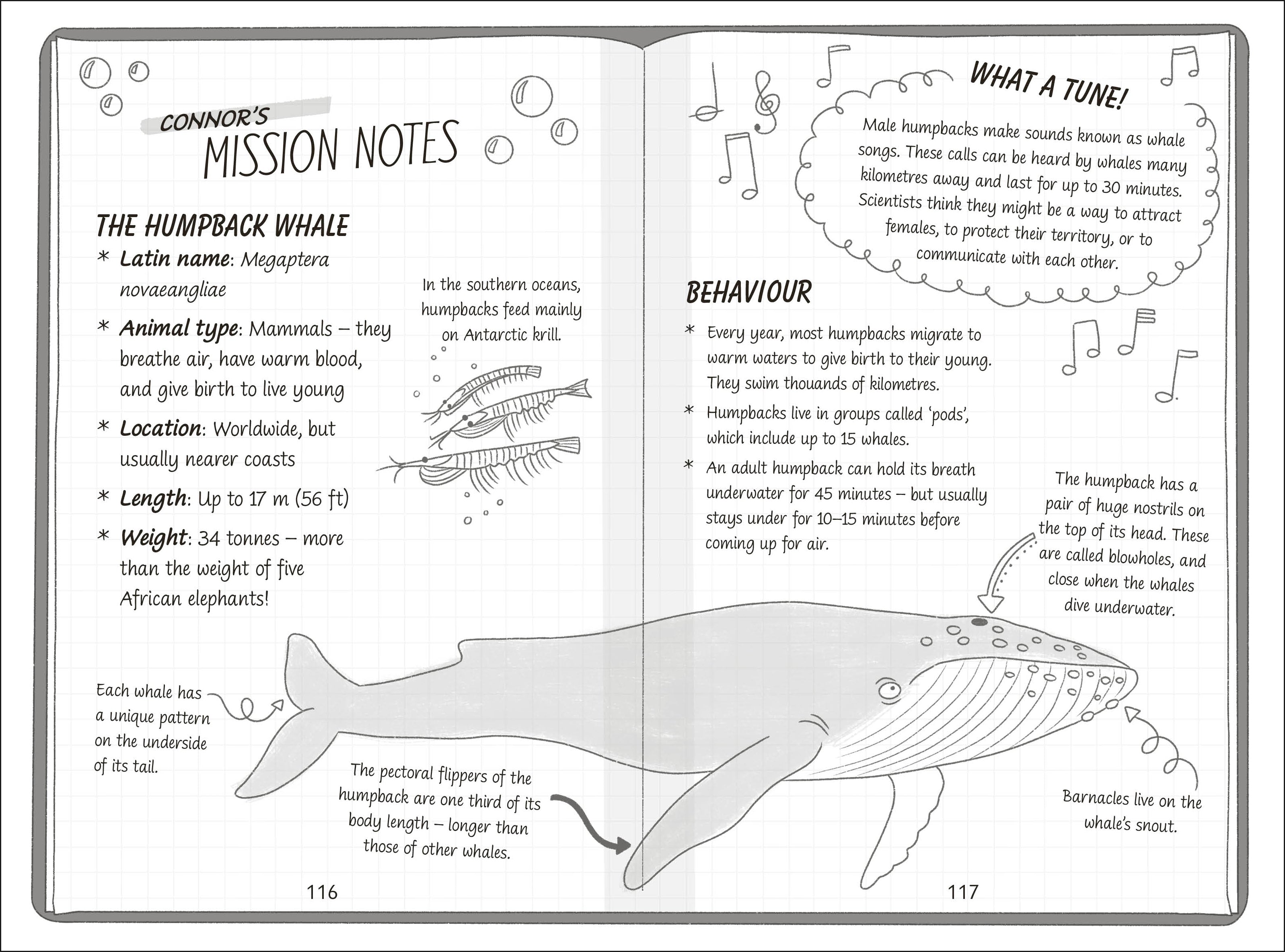 The Secret Explorers and the Lost Whales