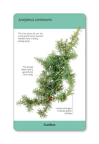 Our World in Pictures Trees of the World Flash Cards-spread image